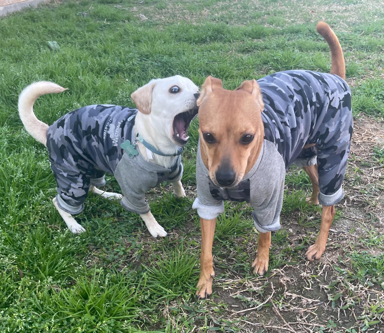 Champee & Bambi 5