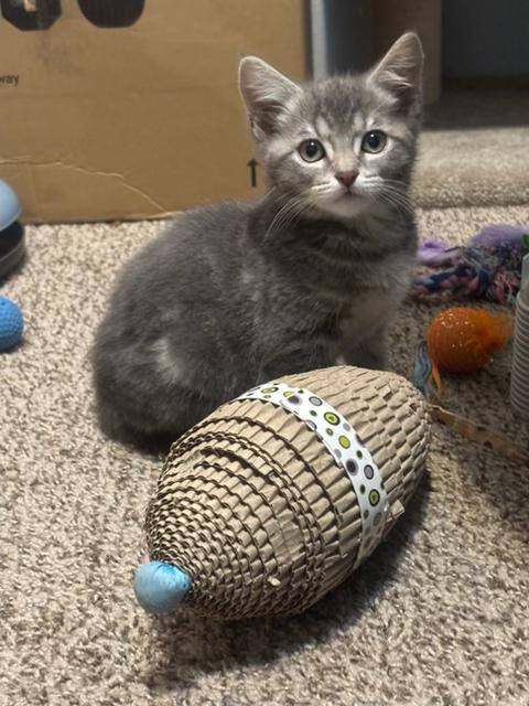 Enlarge "ABBEY", an adopted Domestic Short Hair in Puyallup, WA image 1/4