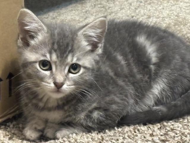 Enlarge "ABBEY", an adopted Domestic Short Hair in Puyallup, WA image 2/4