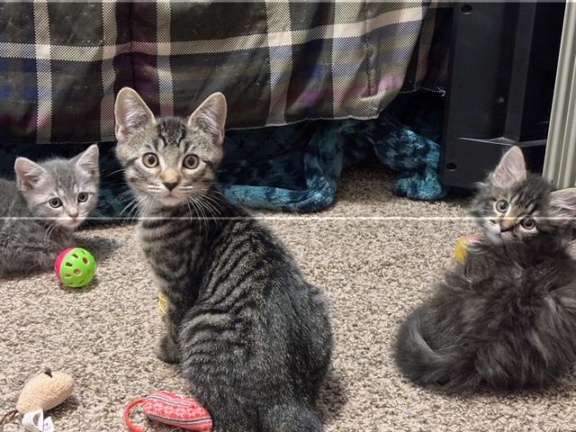 Enlarge "ABBEY", an adopted Domestic Short Hair in Puyallup, WA image 3/4