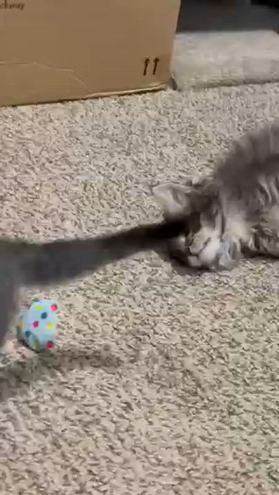 Enlarge "ABBEY", an adopted Domestic Short Hair in Puyallup, WA video 4/4