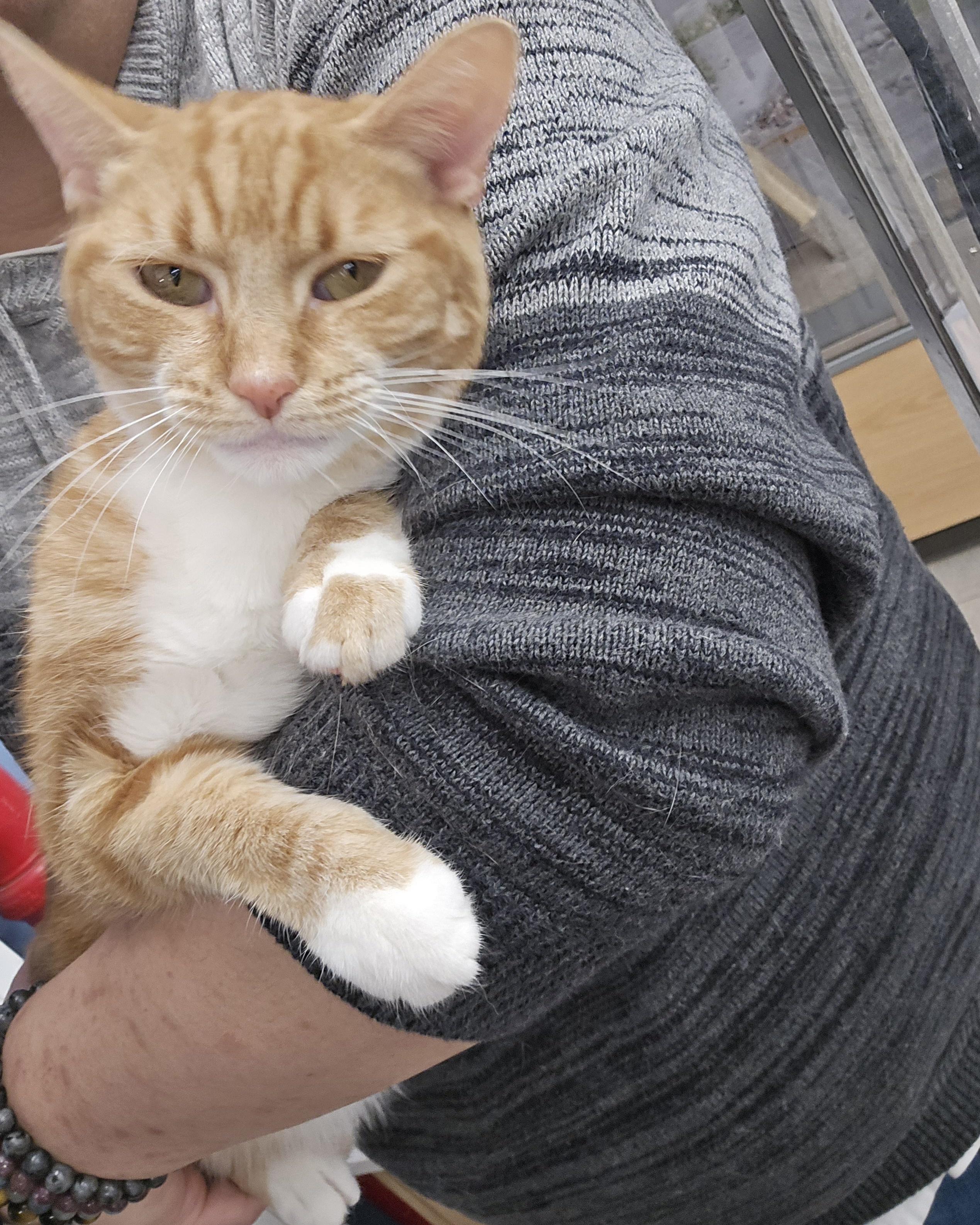 Enlarge Sarabi, an adopted Domestic Short Hair in New York, NY image 6/6