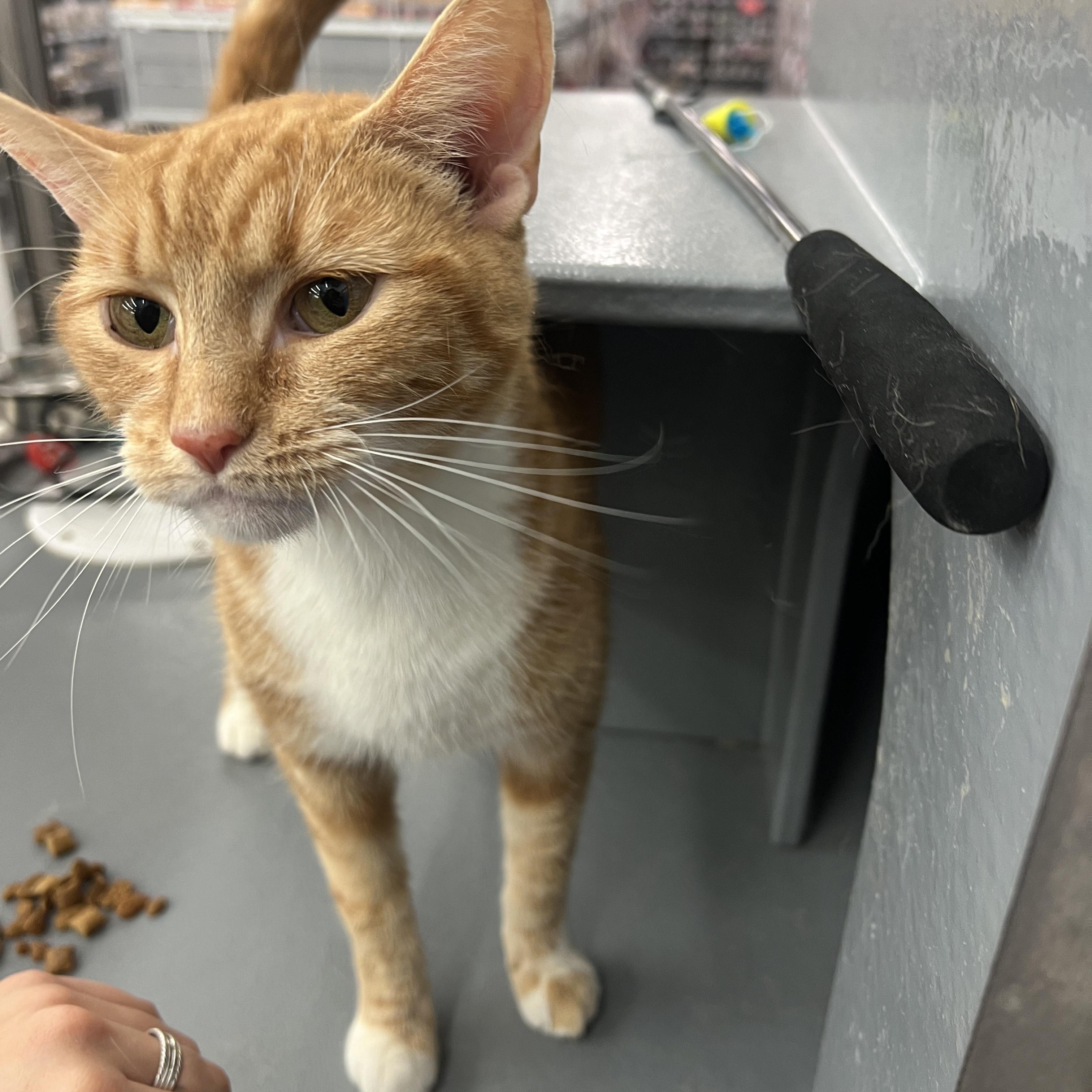 Enlarge Sarabi, an adopted Domestic Short Hair in New York, NY image 1/6