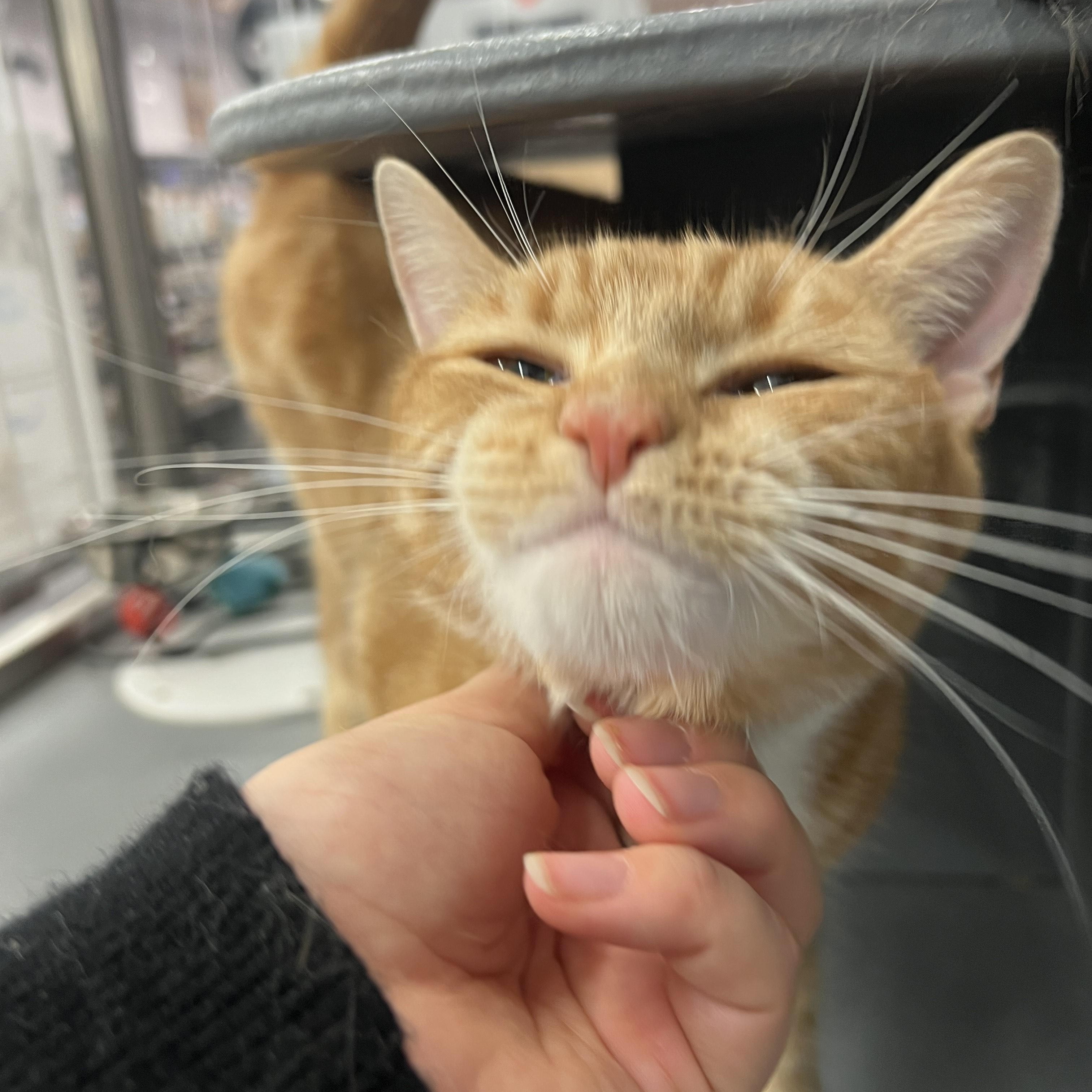 Enlarge Sarabi, an adopted Domestic Short Hair in New York, NY image 5/6