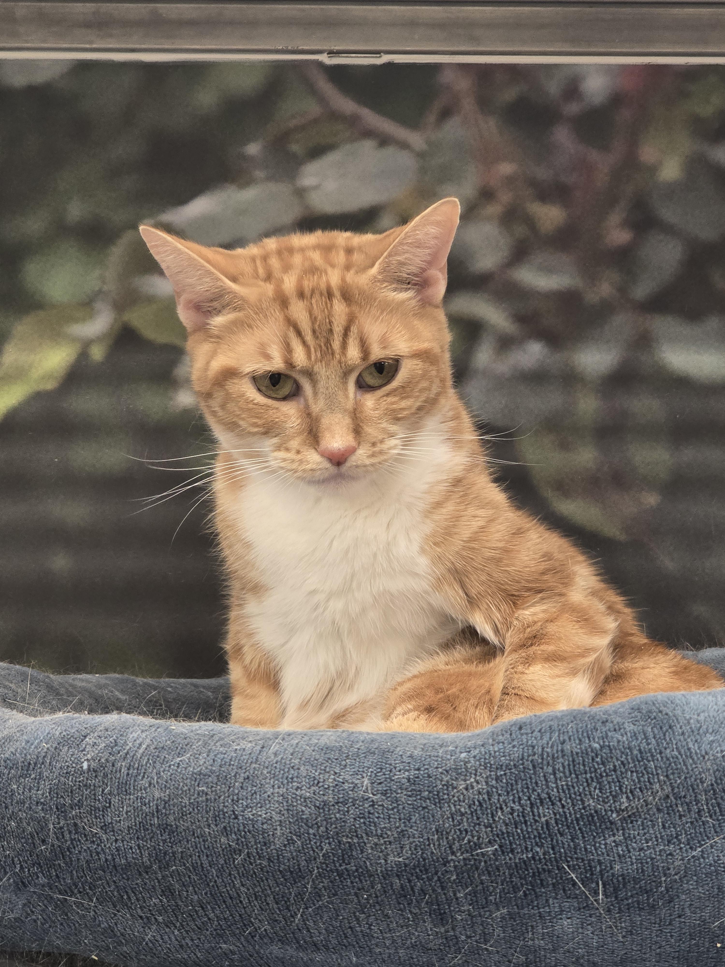 Enlarge Sarabi, an adopted Domestic Short Hair in New York, NY image 3/6