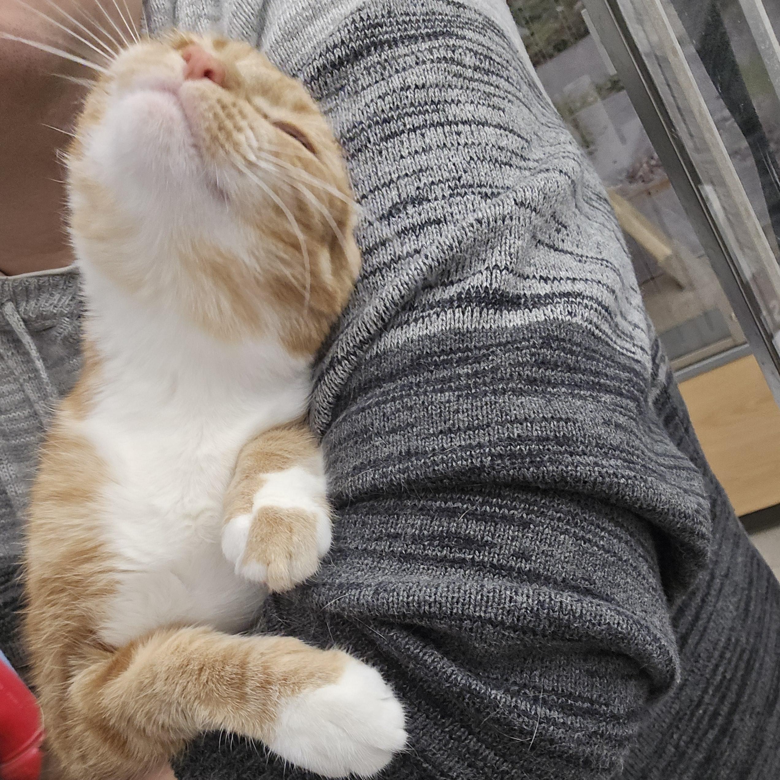 Enlarge Sarabi, an adopted Domestic Short Hair in New York, NY image 4/6