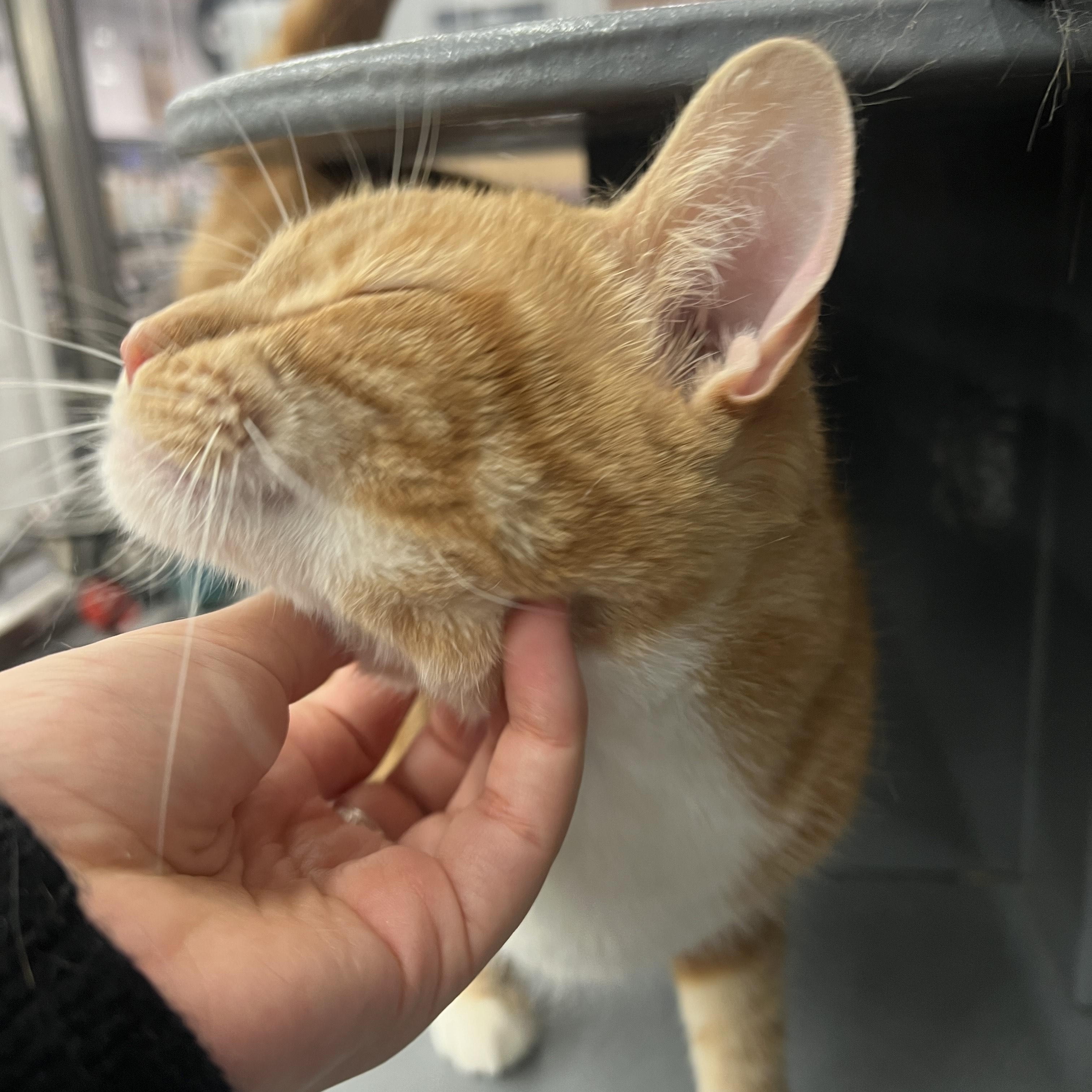 Enlarge Sarabi, an adopted Domestic Short Hair in New York, NY image 2/6