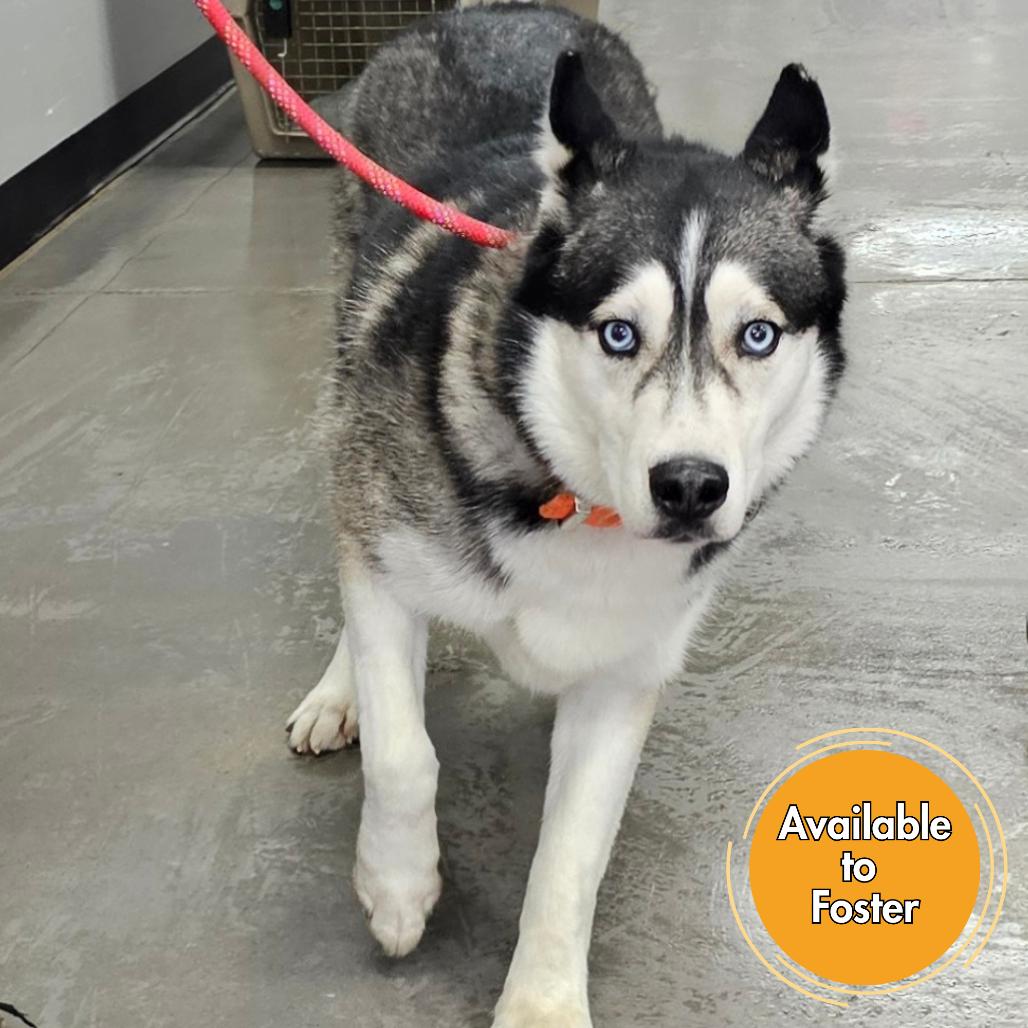 Spade, Adoptable, Adult Male Husky.
