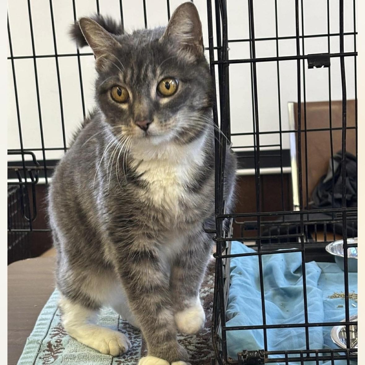 Matilda, Adoptable, Adult Female Domestic Short Hair.