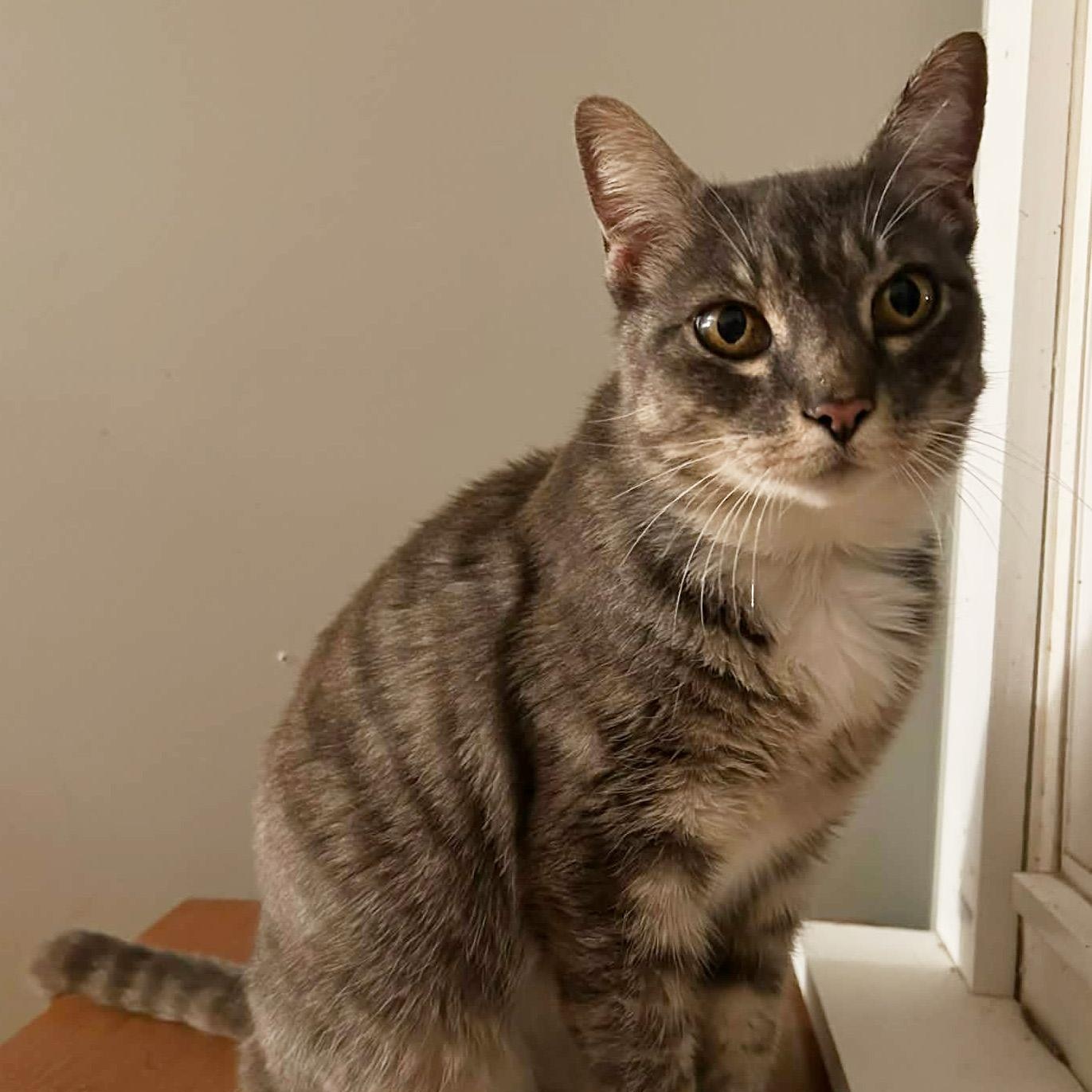 Matilda, a Adoptable Domestic Short Hair in Fair Haven, VT image 2/4