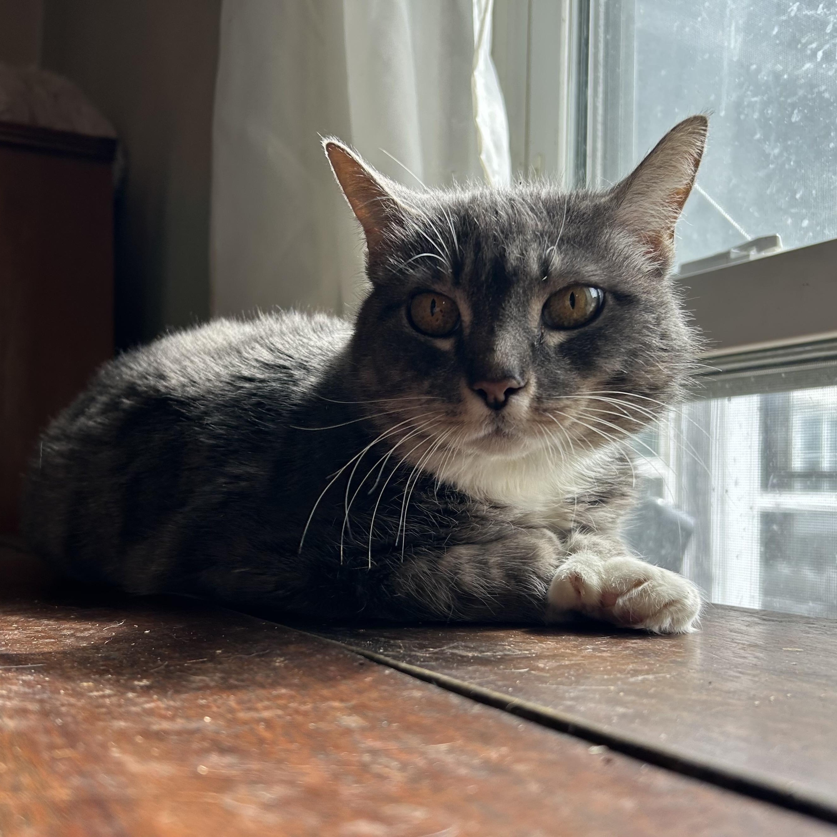 Matilda, Adoptable, Adult Female Domestic Short Hair.