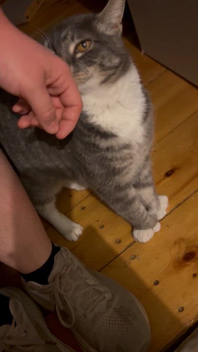 Enlarge Matilda, a Adoptable Domestic Short Hair in Fair Haven, VT video 3/4