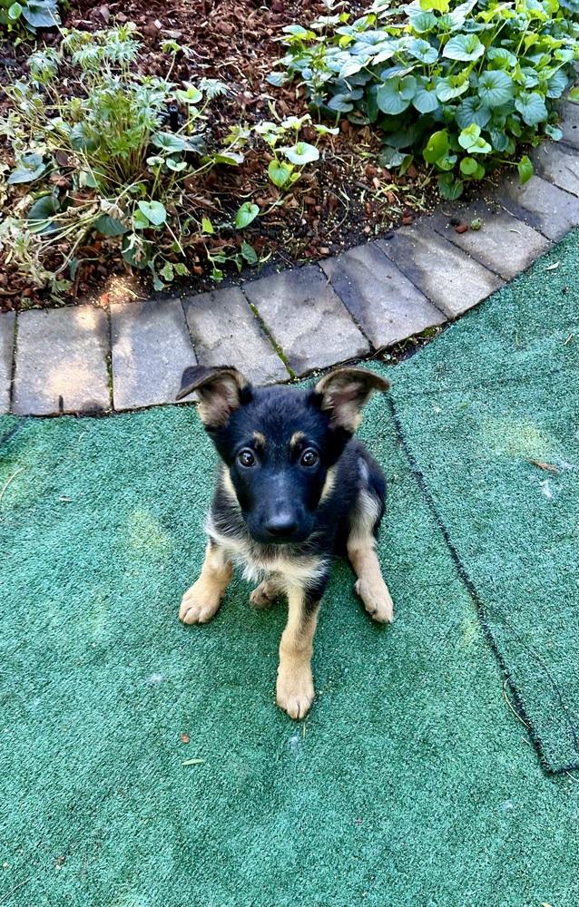 Enlarge Coraline, a Adoptable German Shepherd Dog in Palo Alto, CA image 2/4