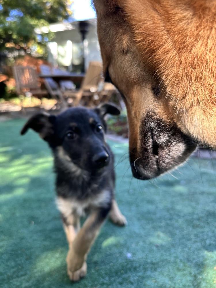 Enlarge Coraline, a Adoptable German Shepherd Dog in Palo Alto, CA image 3/4