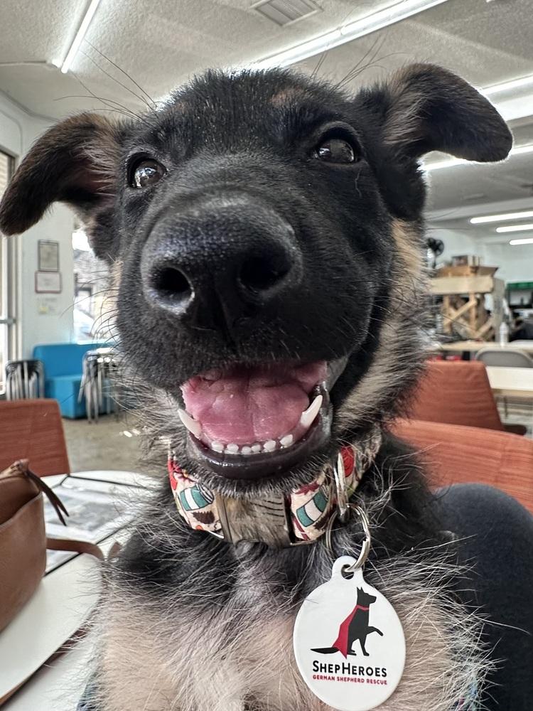 Coraline, Adoptable, Puppy Female German Shepherd Dog.