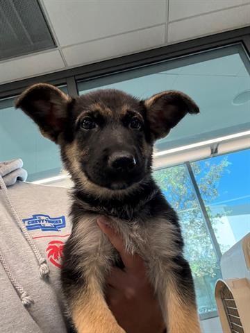 Enlarge Coraline, a Adoptable German Shepherd Dog in Palo Alto, CA image 4/4