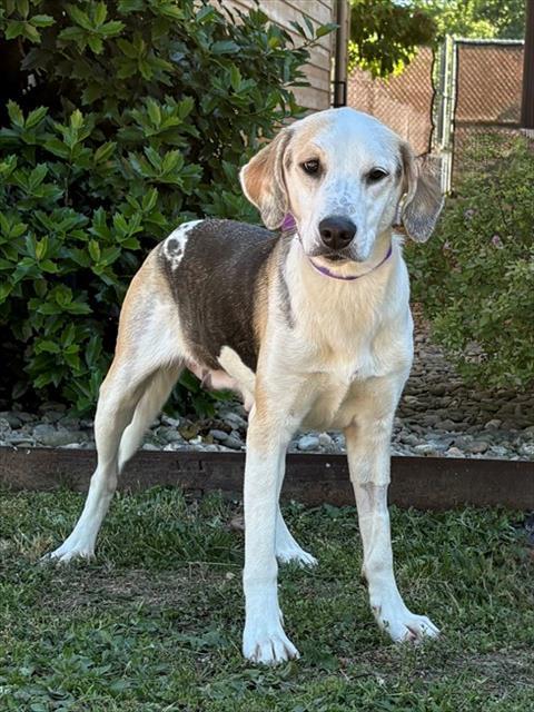 BURB GIRL, Adoptable, Young Female Plott Hound & Labrador Retriever.