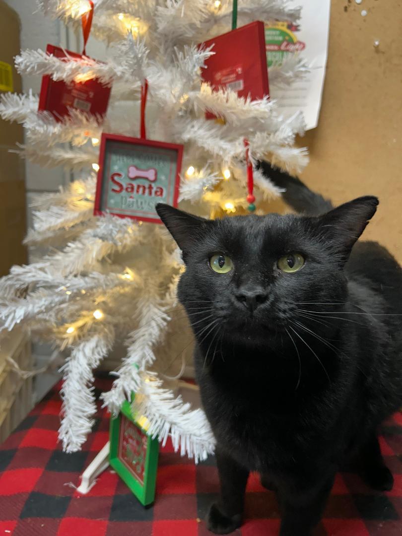 Enlarge Trauma, a Adoptable Domestic Medium Hair in Bryson City, NC image 1/5