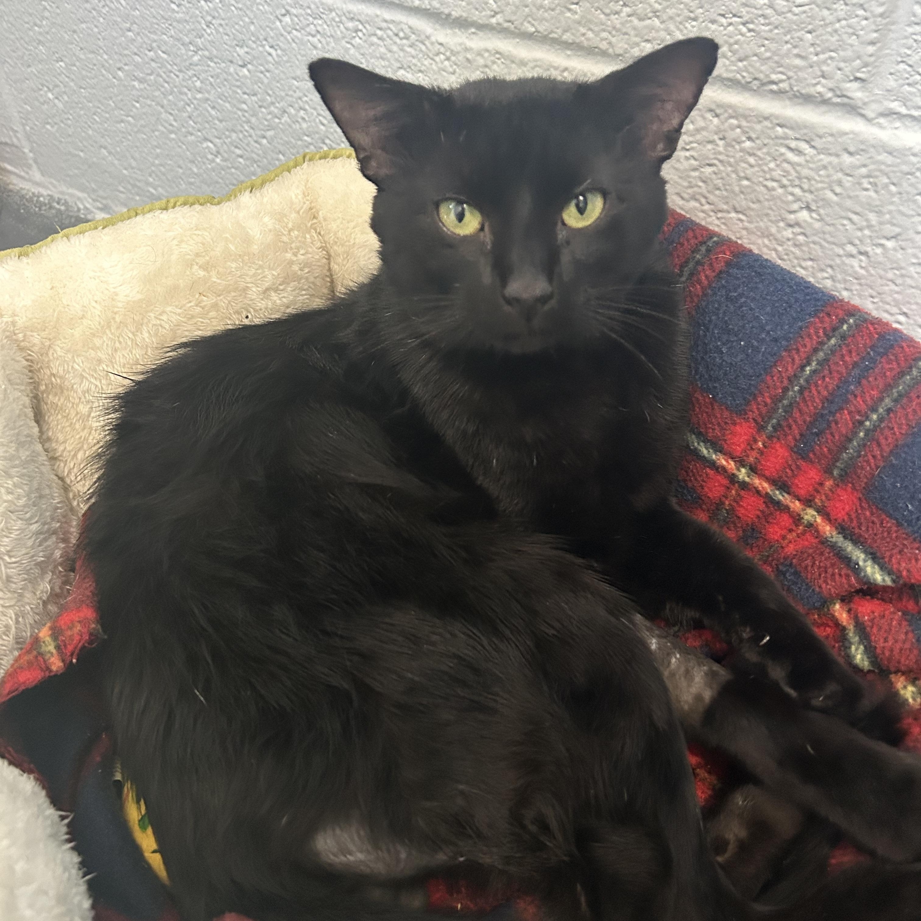 Trauma, Adoptable, Adult Male Domestic Medium Hair.