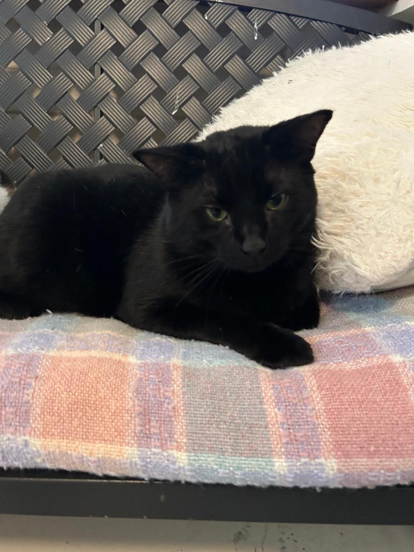 Enlarge Trauma, a Adoptable Domestic Medium Hair in Bryson City, NC image 2/5