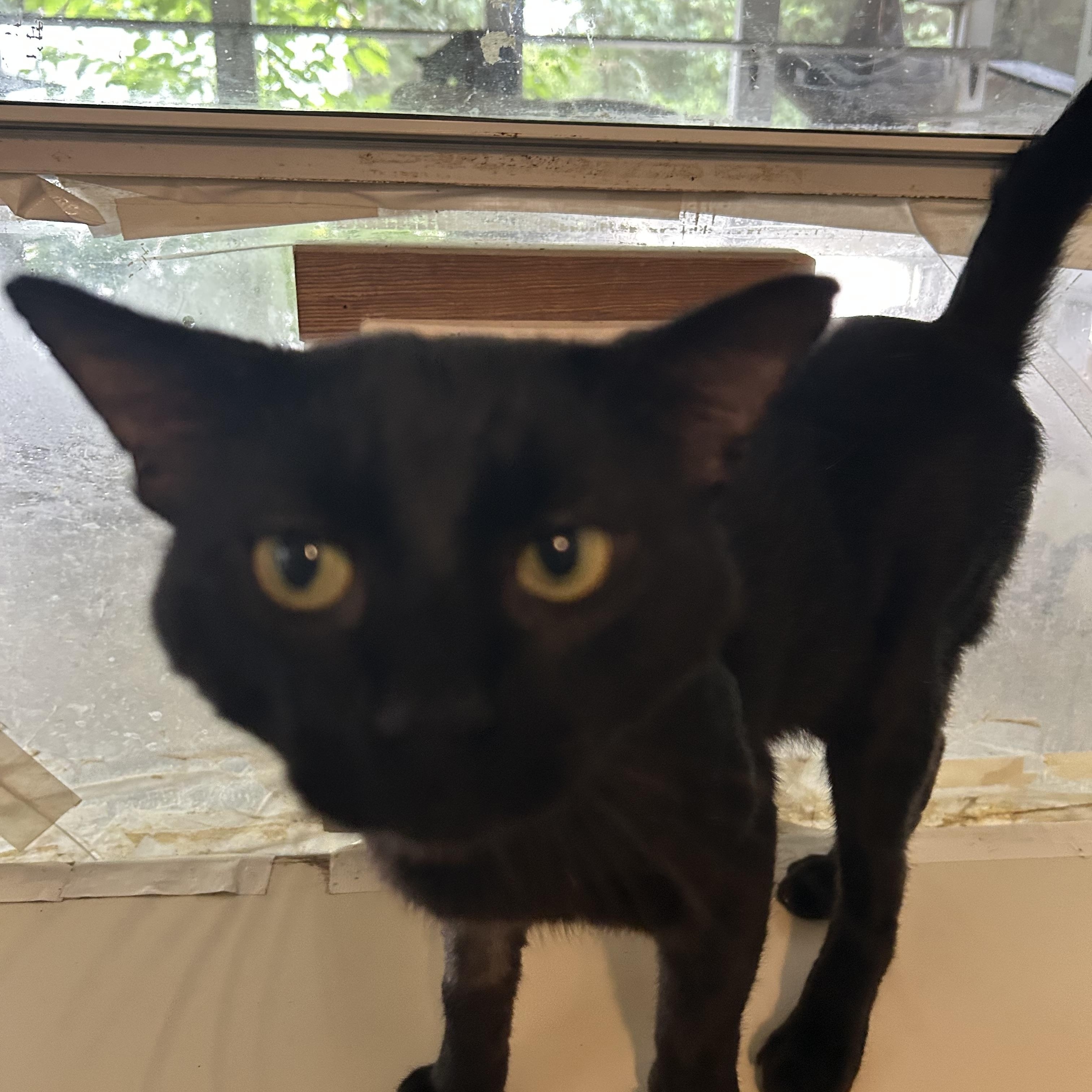 Trauma, a Adoptable Domestic Medium Hair in Bryson City, NC image 2/3