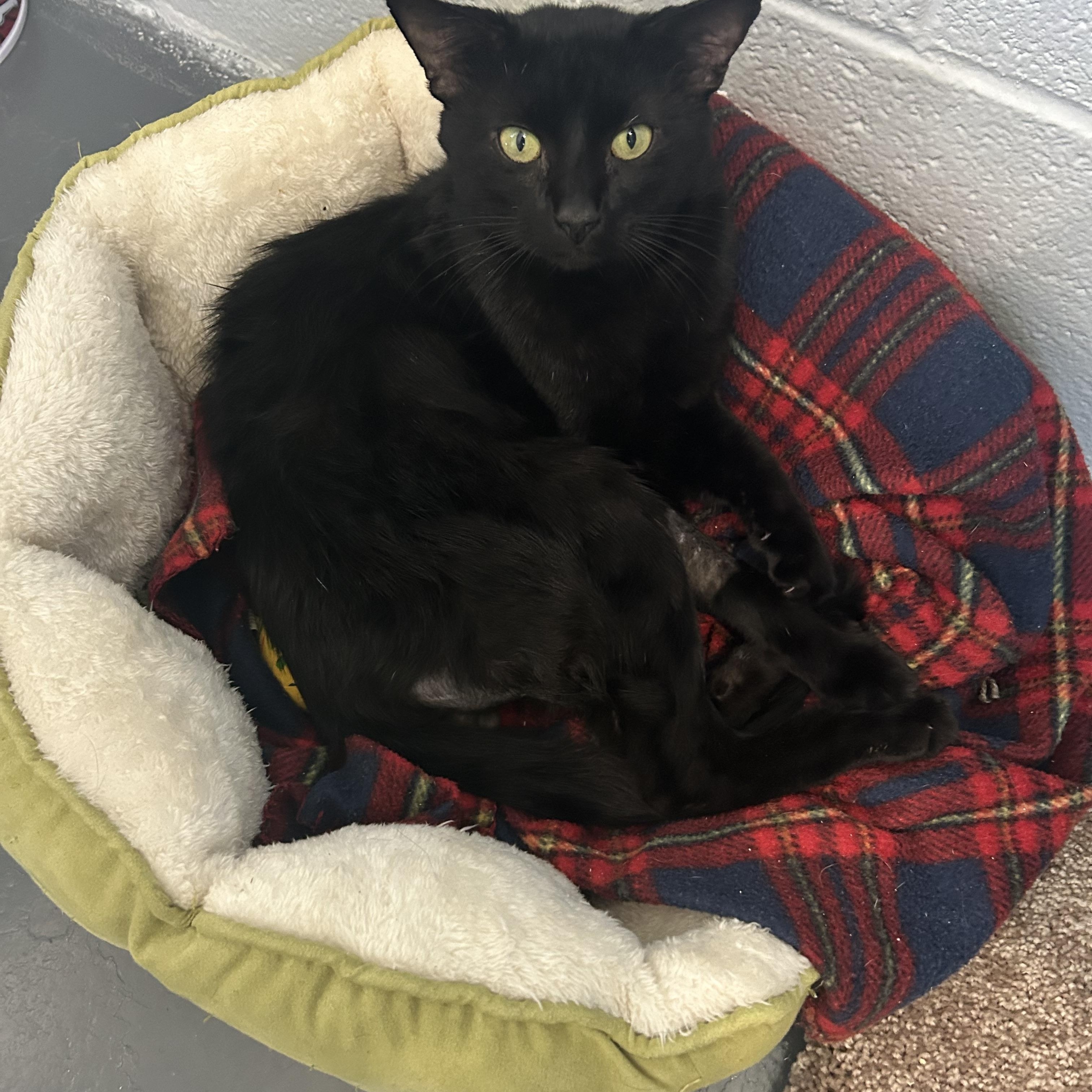 Trauma, a Adoptable Domestic Medium Hair in Bryson City, NC image 3/3