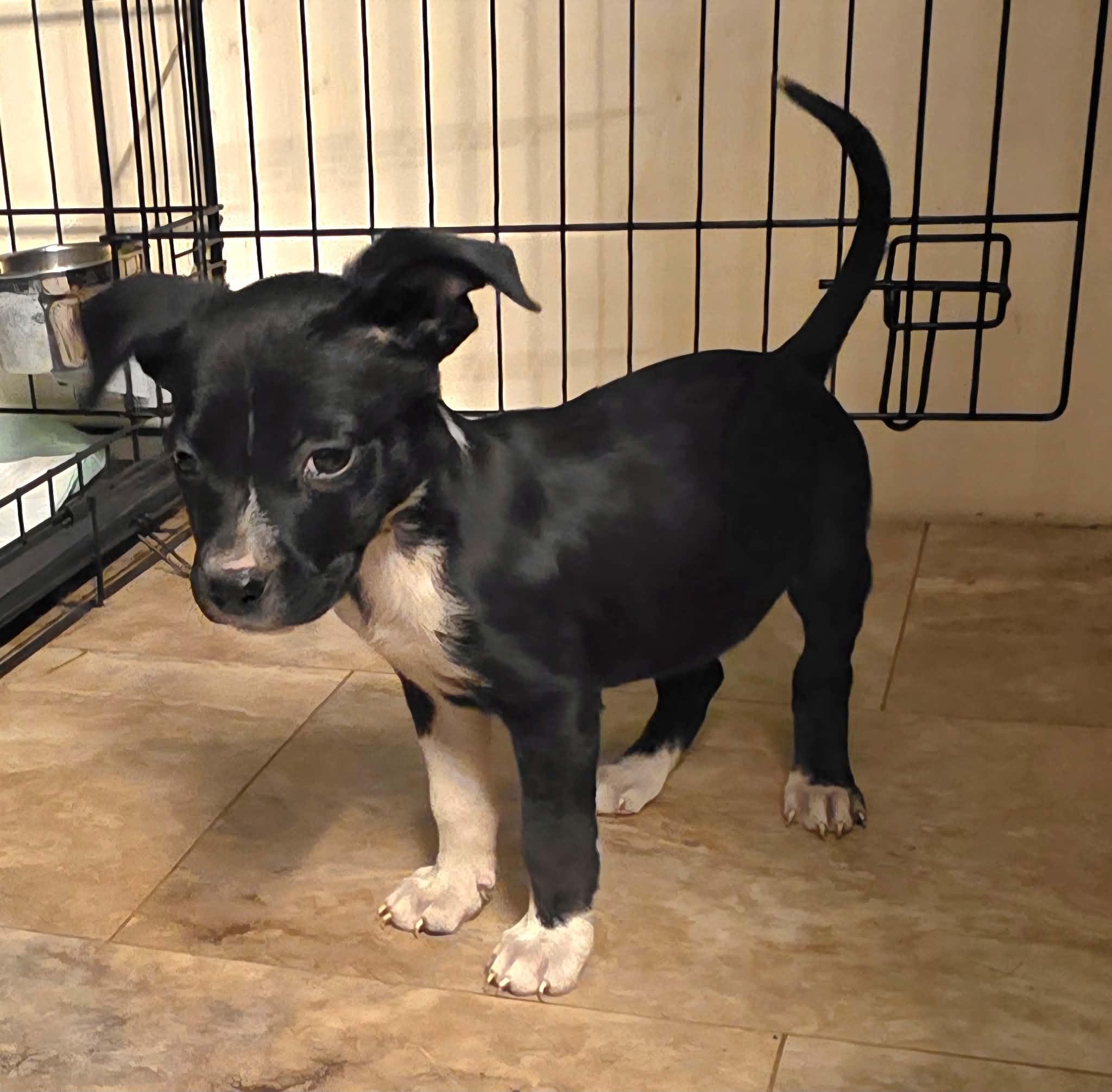 Enlarge Maureen, a Adoptable mixed breed in West Nyack, NY image 2/2
