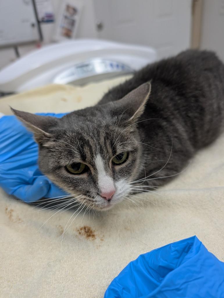 Minnie, Adoptable, Young Female Domestic Short Hair.