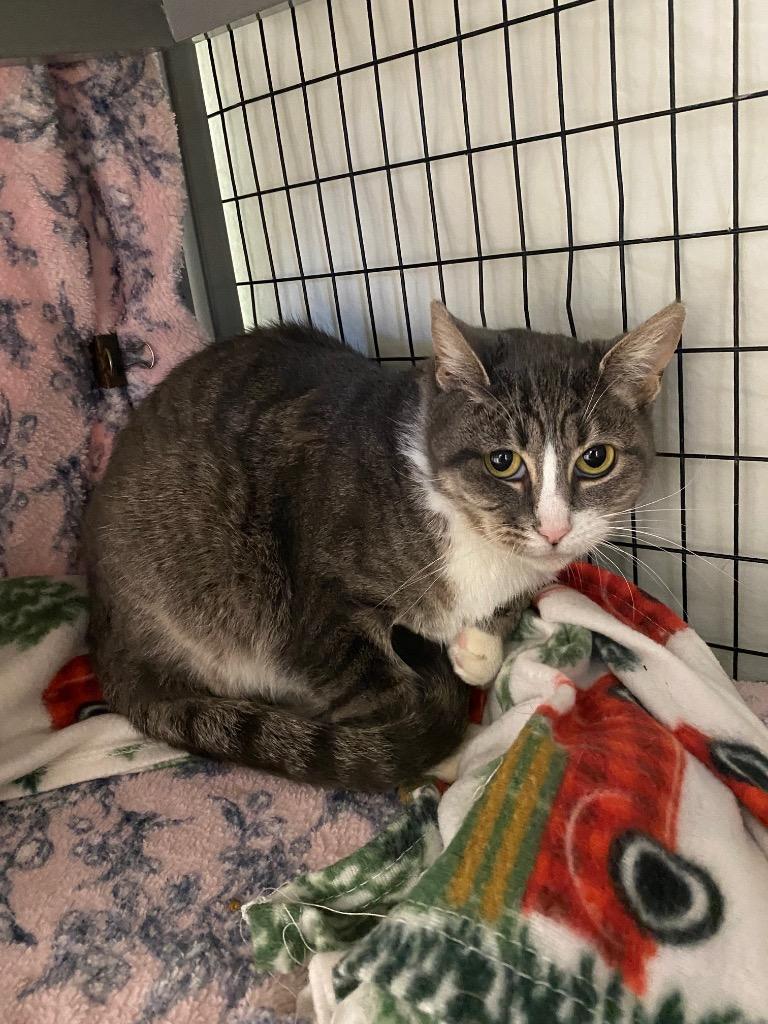 Minnie, a Adoptable mixed breed in Grants Pass, OR image 2/3