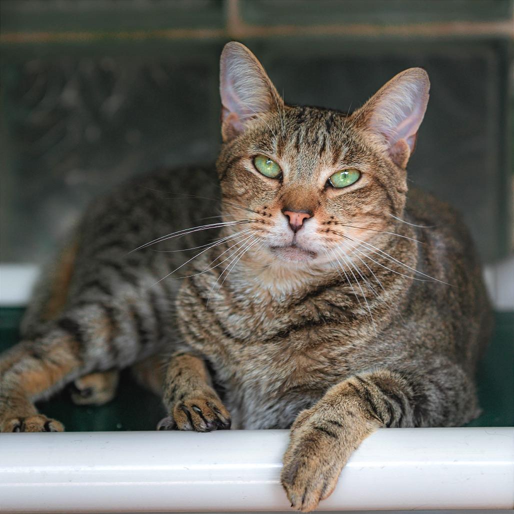 Enlarge Taco, a Adoptable Domestic Short Hair in Fort Lauderdale, FL image 1/3