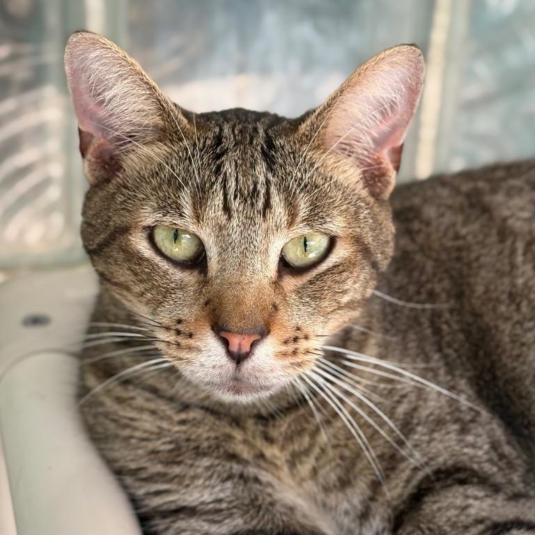 Enlarge Taco, a Adoptable Domestic Short Hair in Fort Lauderdale, FL image 2/3