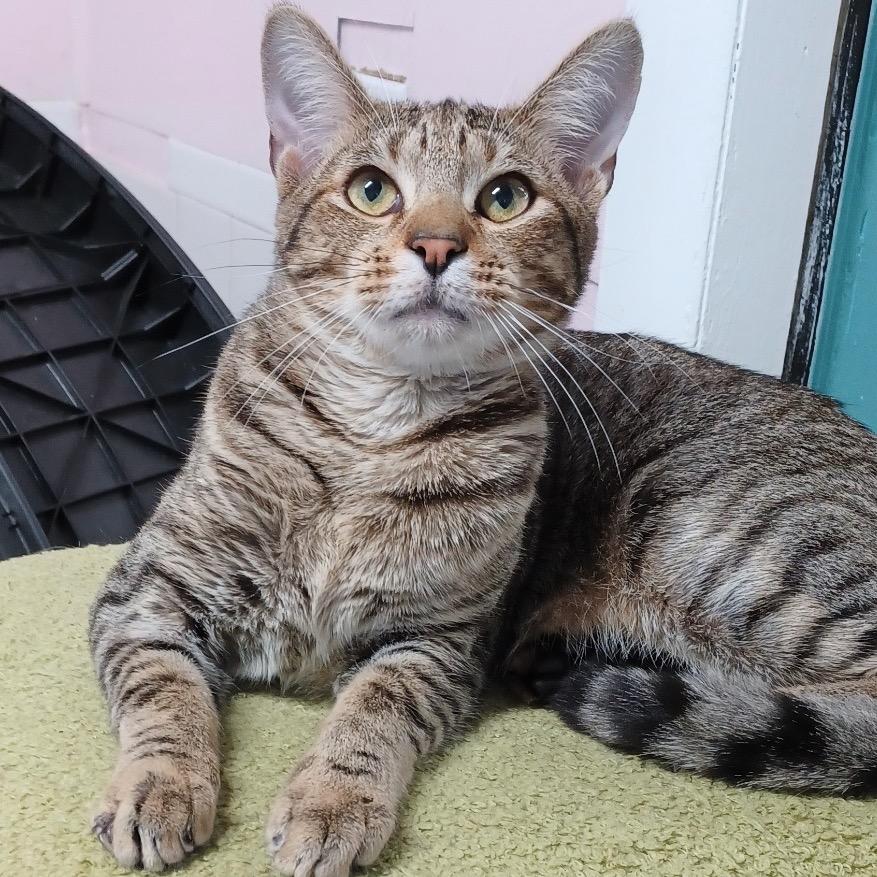 Enlarge Taco, a Adoptable Domestic Short Hair in Fort Lauderdale, FL image 3/3