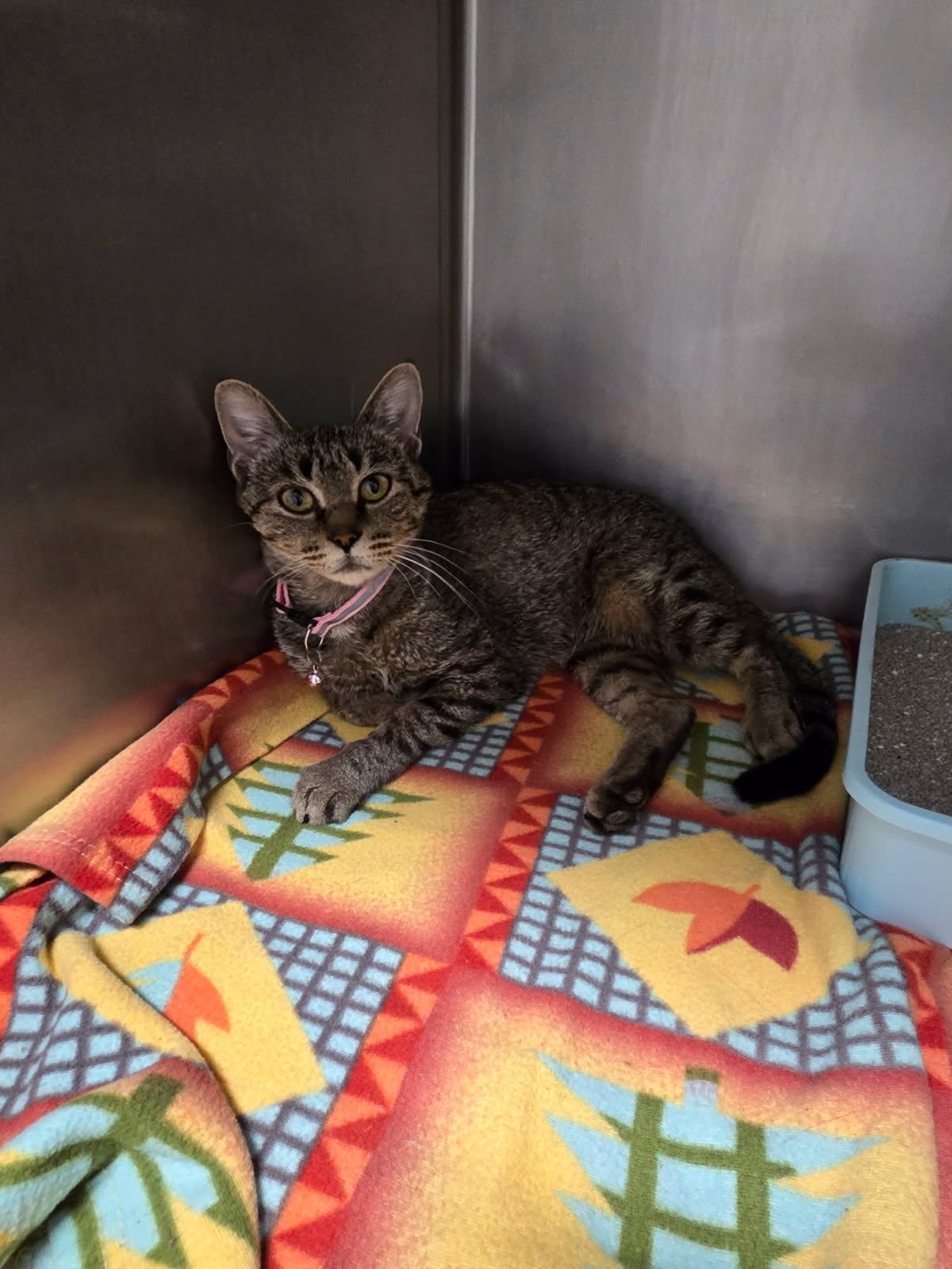 Evelyn, Adoptable, Adult Female Domestic Short Hair.