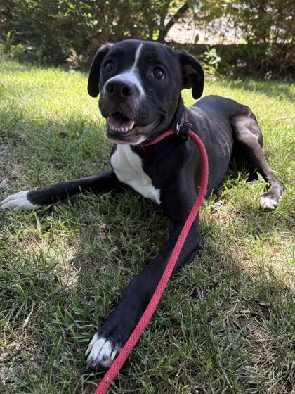 Artichoke, Adoptable, Adult Female Mixed Breed & Mixed Breed.