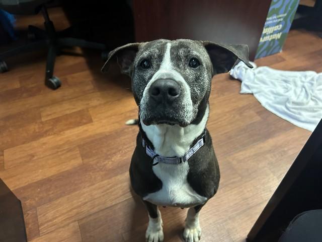 NANCY, Adoptable, Senior Female Hound & Mixed Breed.