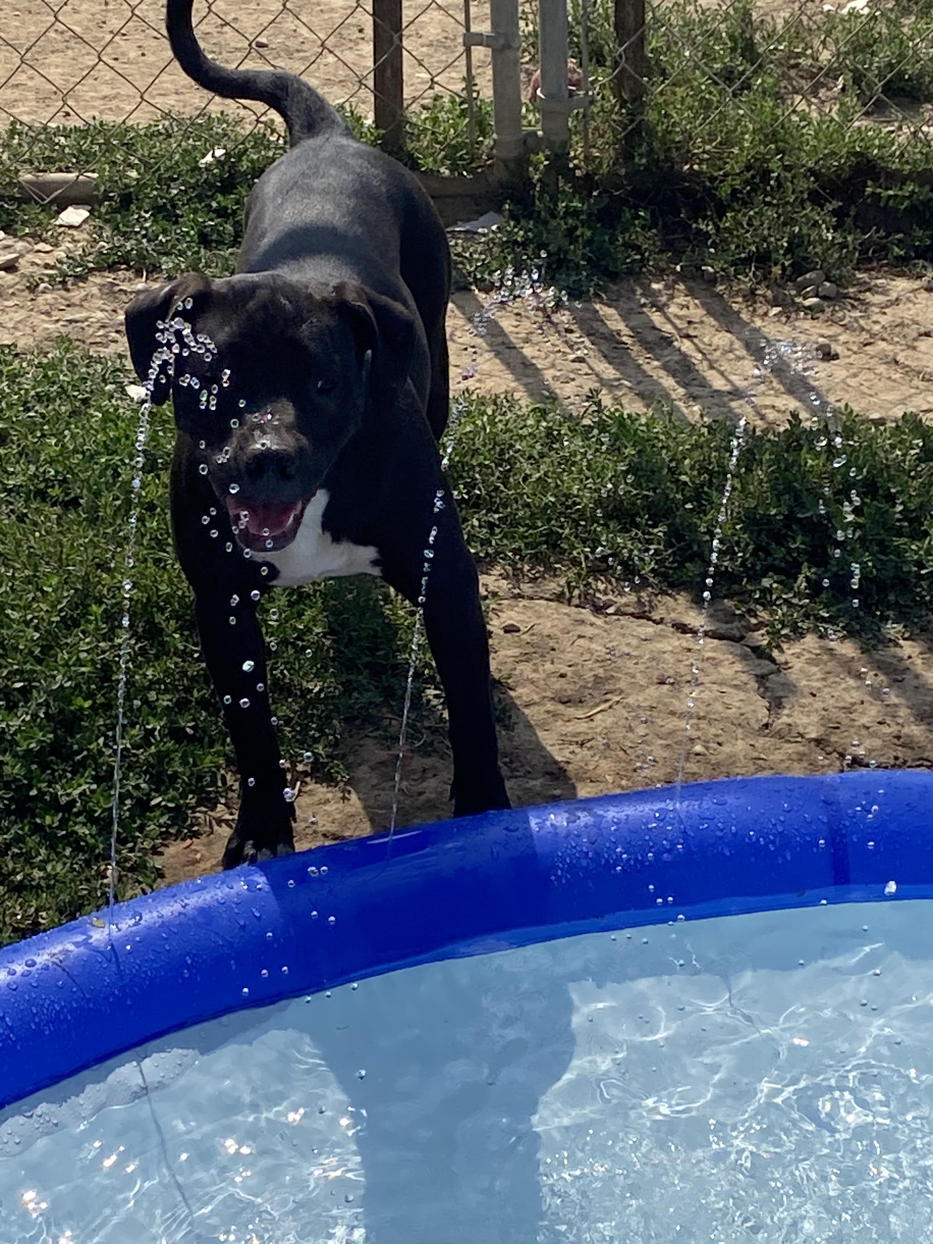 Enlarge Georgia, a Adoptable mixed breed in RUSSIAVILLE, IN image 3/4