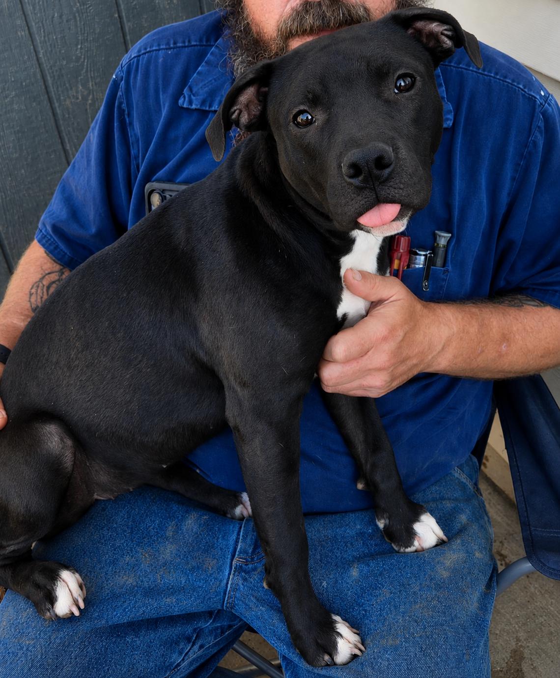 Georgia, Adoptable, Young Female Staffordshire Bull Terrier.