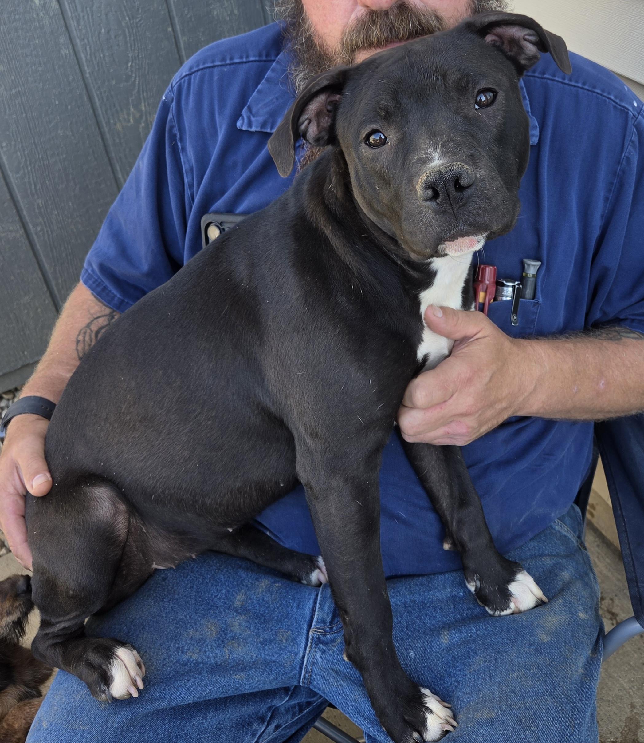 Enlarge Georgia, a Adoptable mixed breed in RUSSIAVILLE, IN image 2/4