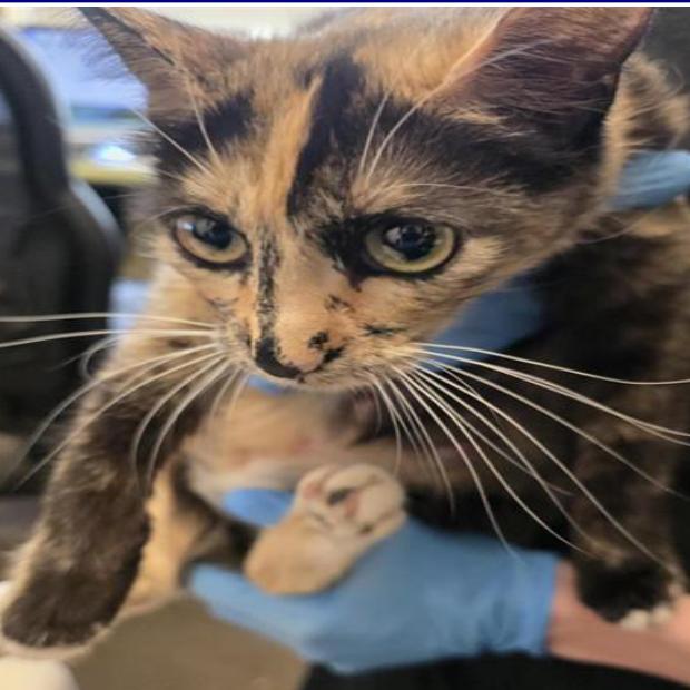 Enlarge Maple, a Adoptable Domestic Short Hair in Grantsville, UT image 1/1