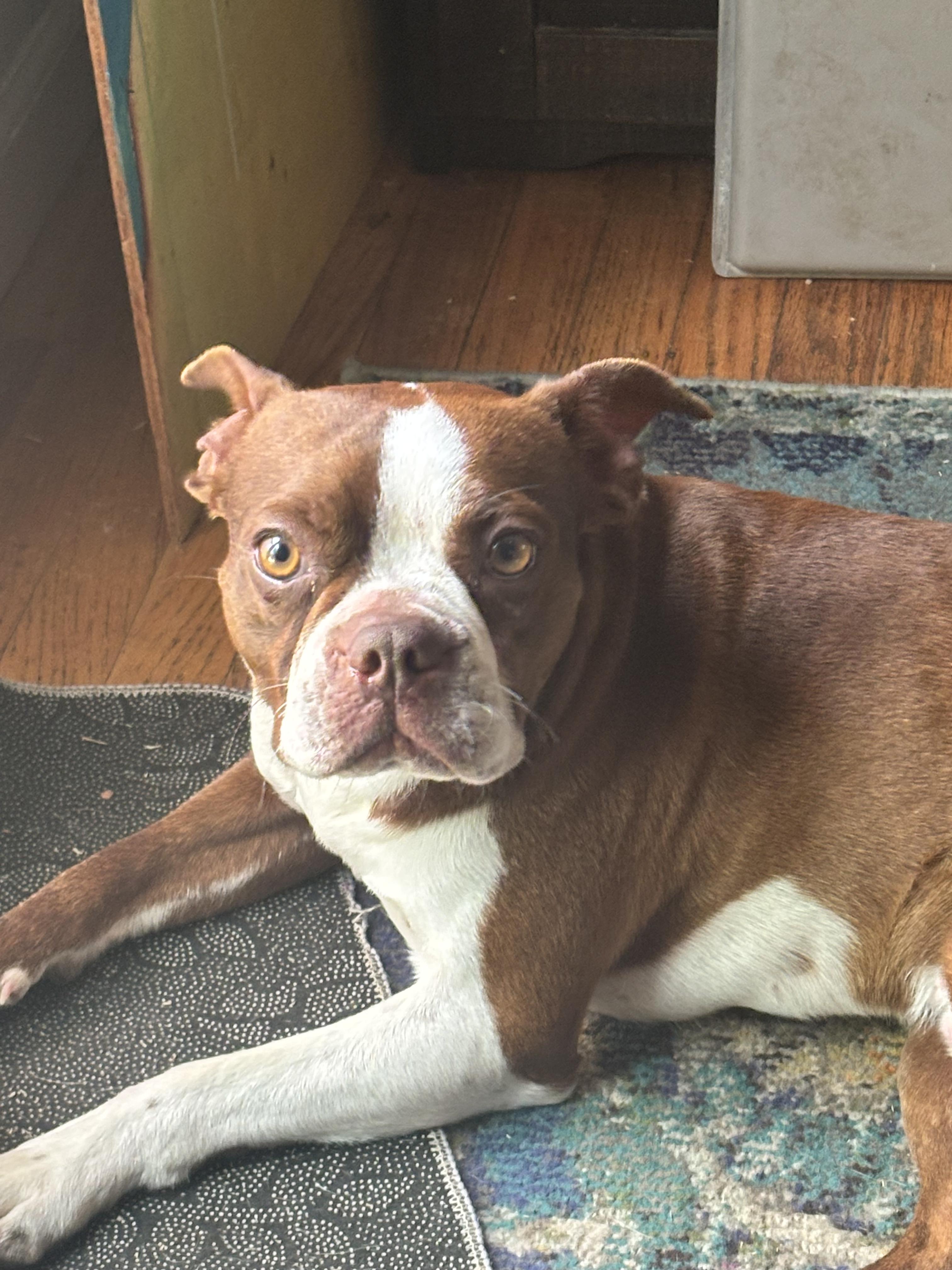 Wally, an adopted Boston Terrier in Penryn, CA image 1/5
