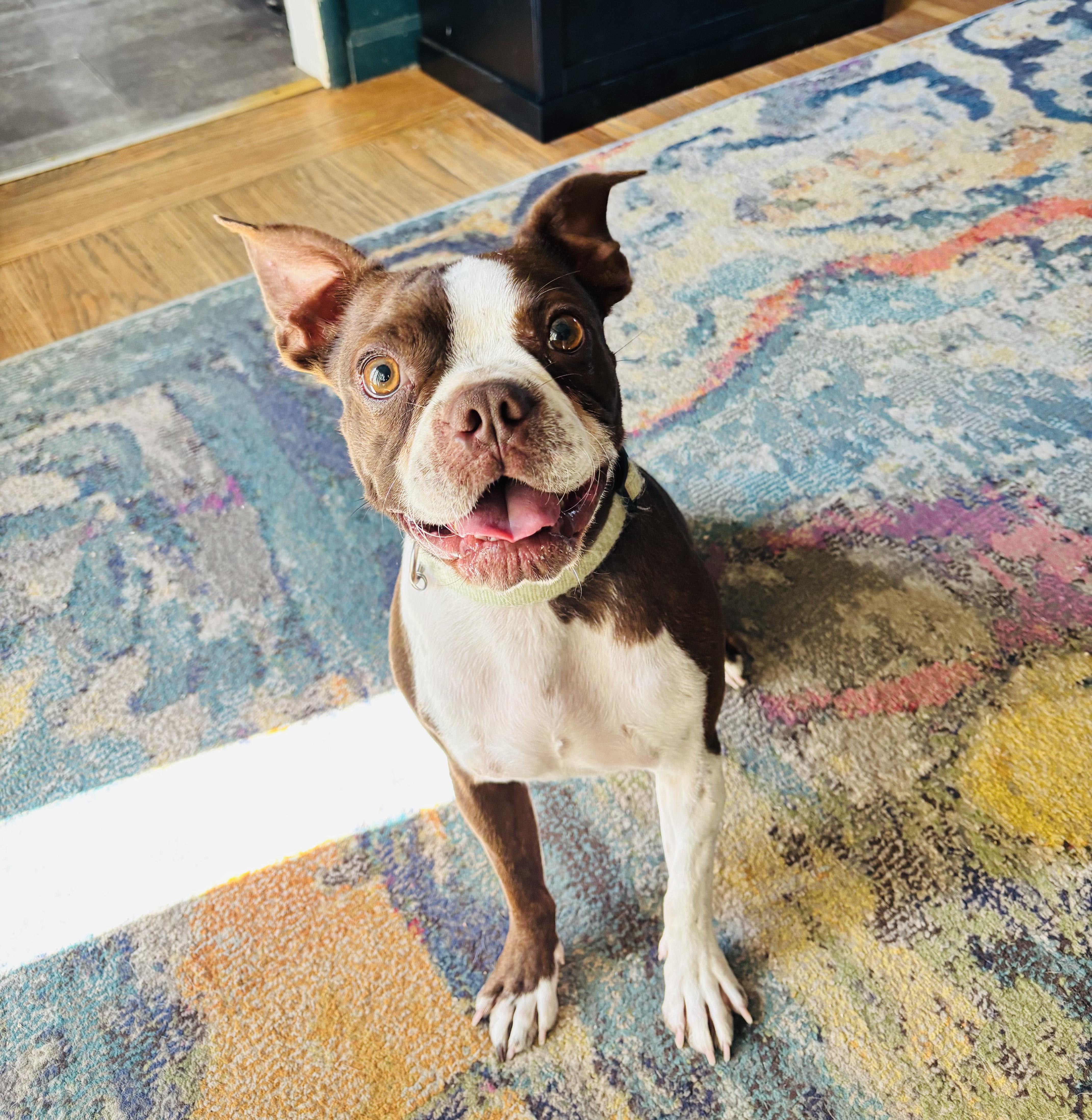 Wally, an adopted Boston Terrier in Penryn, CA image 4/5