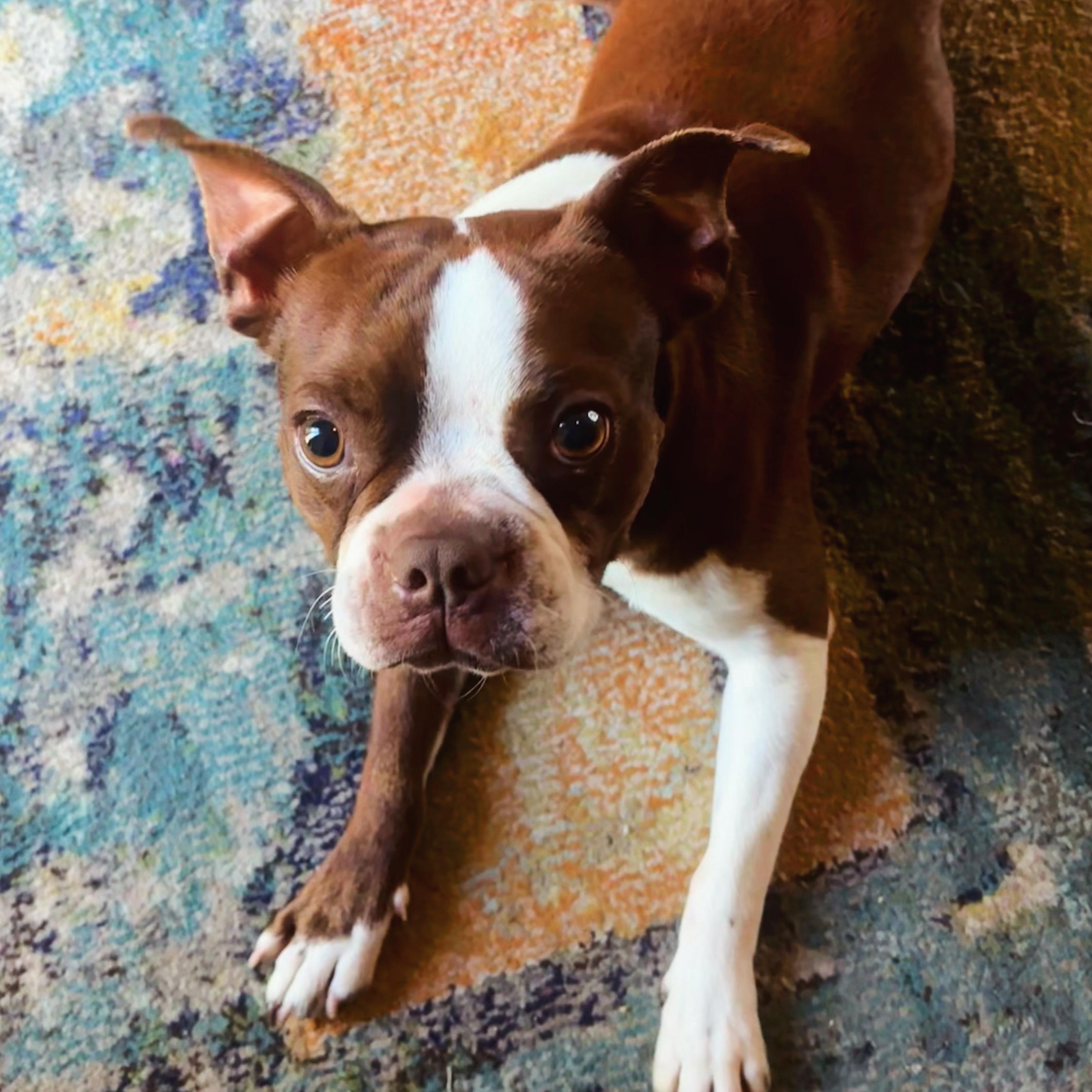 Wally, an adopted Boston Terrier in Penryn, CA image 2/5