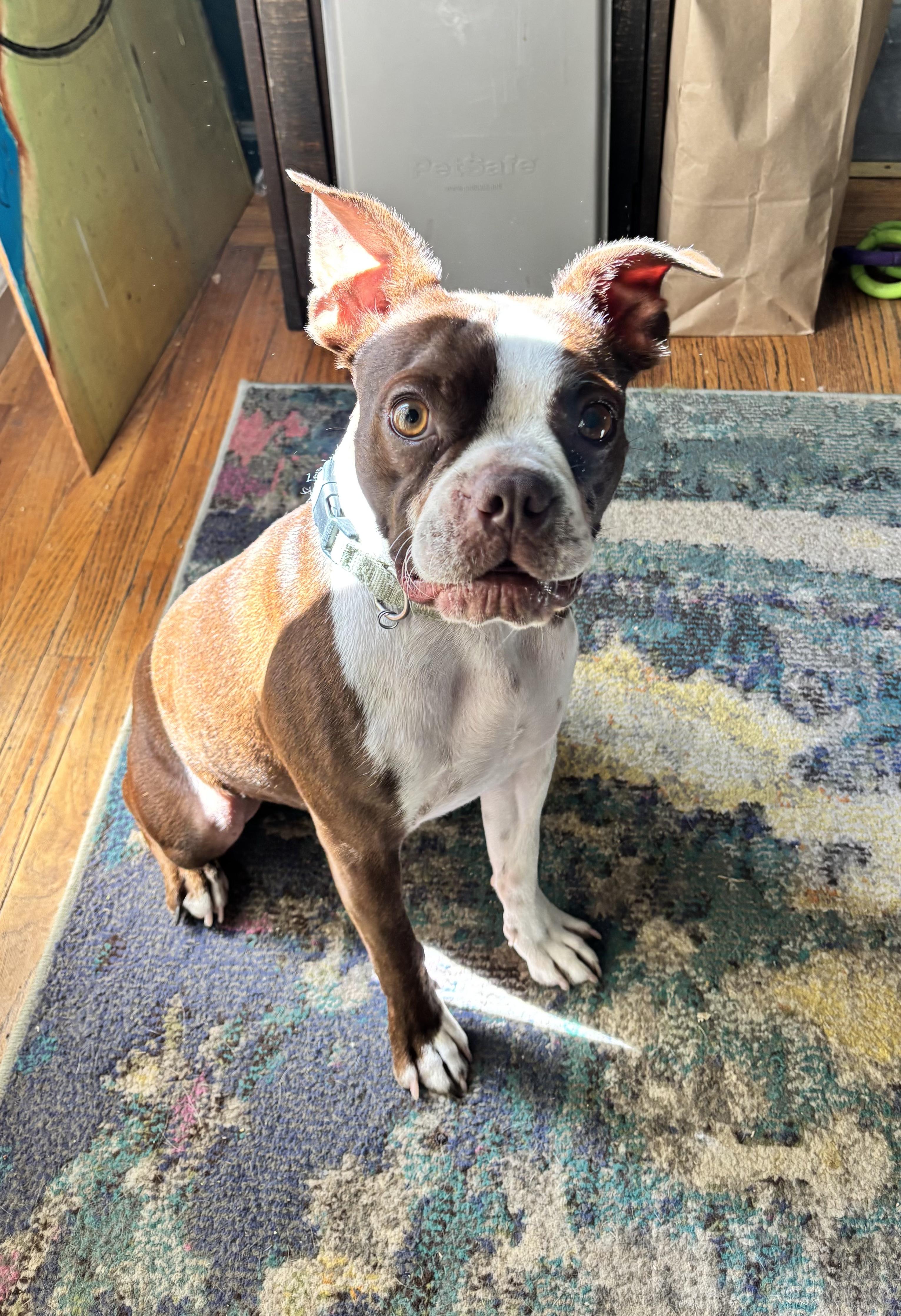 Wally, an adopted Boston Terrier in Penryn, CA image 5/5