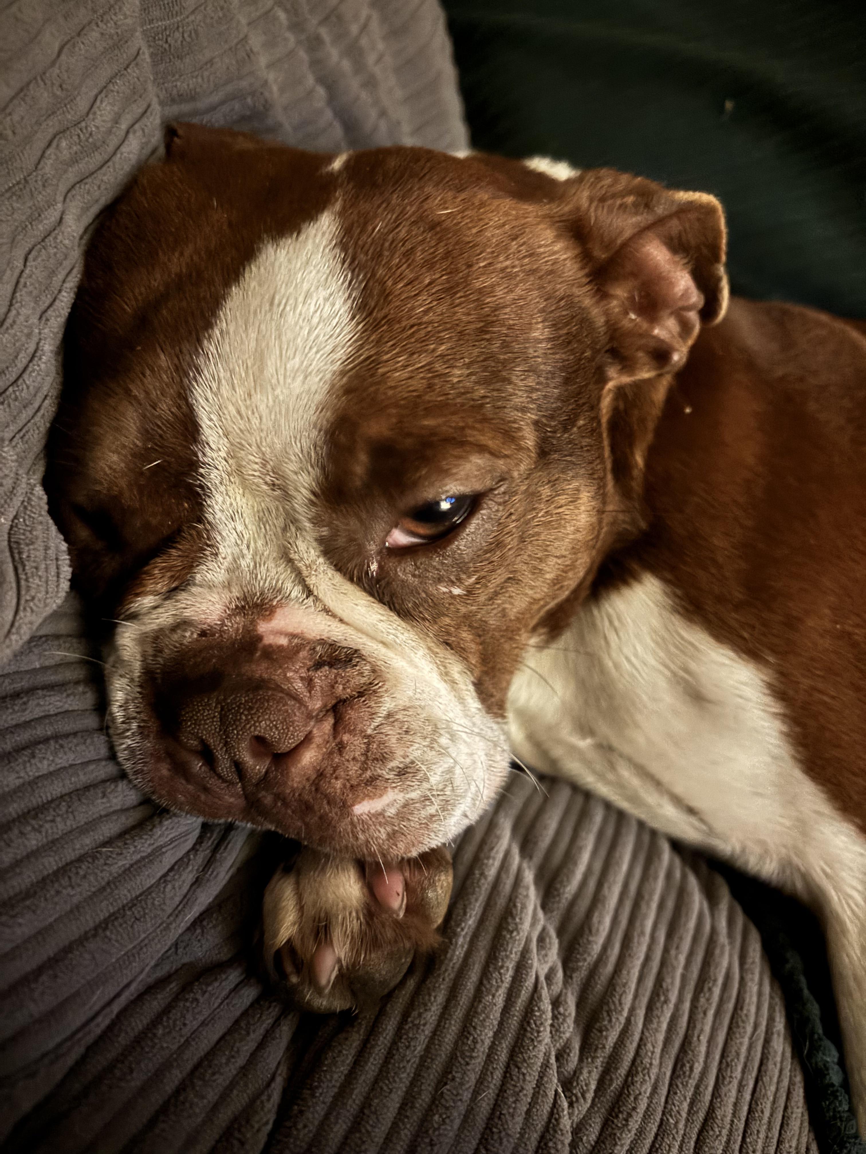 Wally, an adopted Boston Terrier in Penryn, CA image 3/5