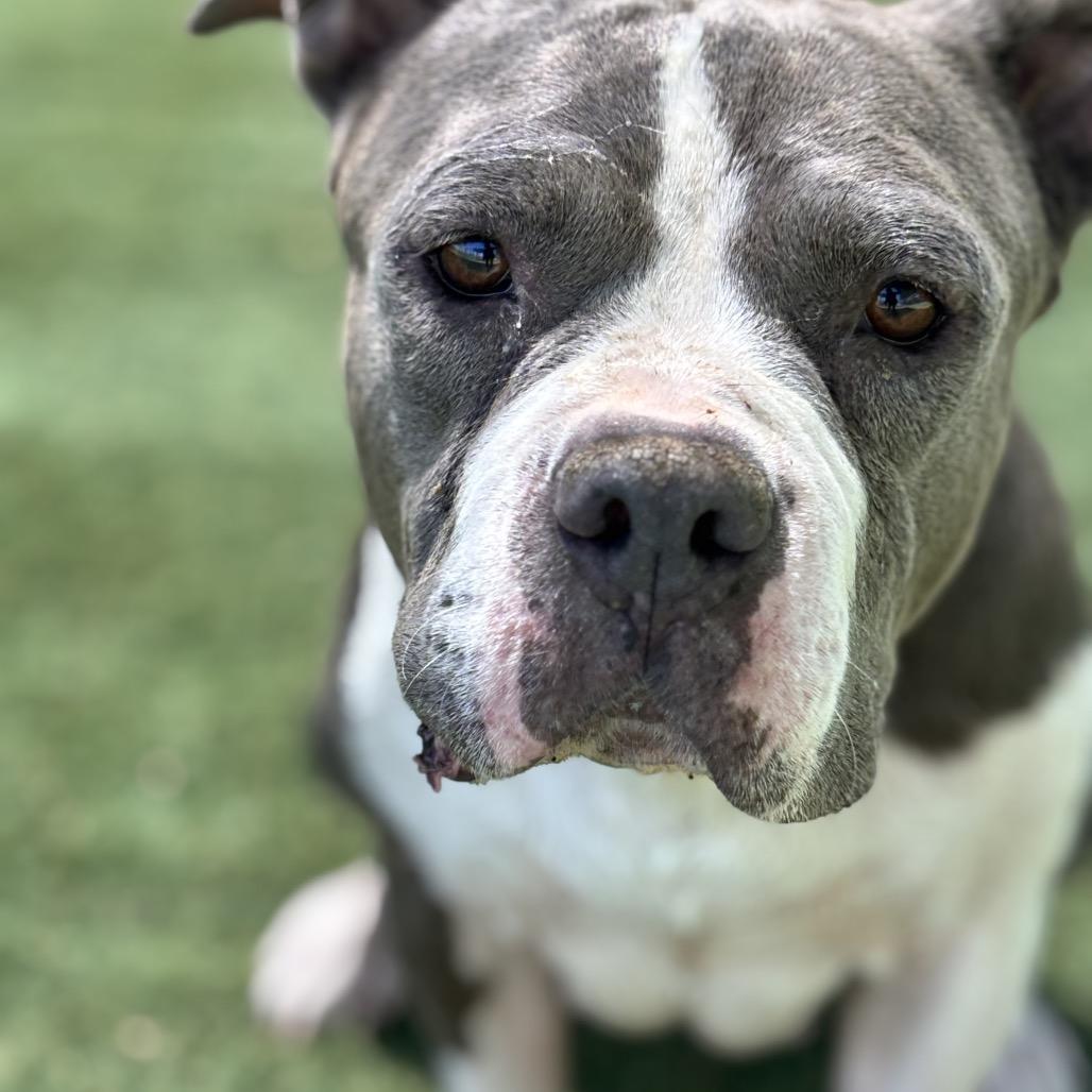 Mamas, a Adoptable Pit Bull Terrier in Henderson, NV image 1/2