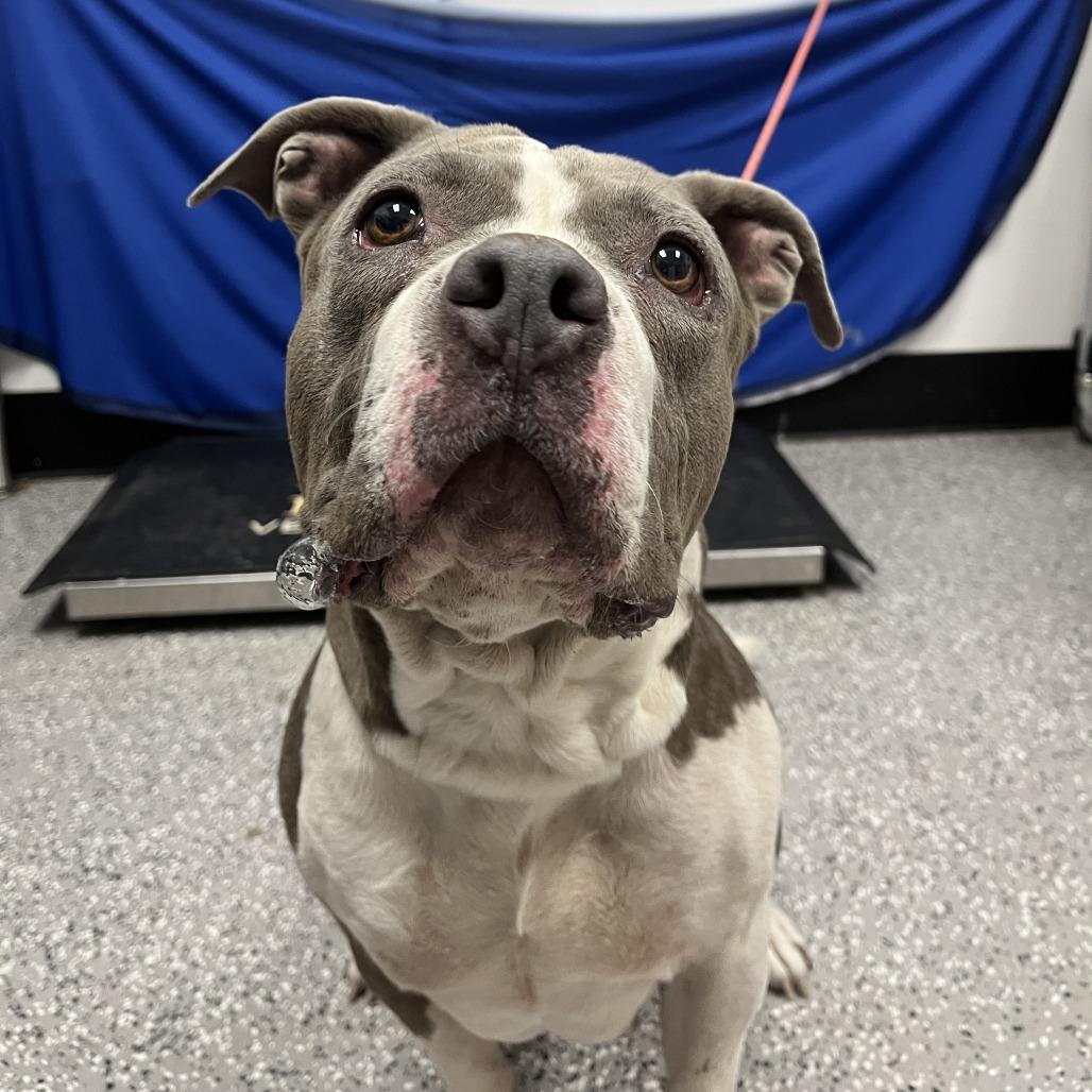 Mamas, a Adoptable Pit Bull Terrier in Henderson, NV image 2/2