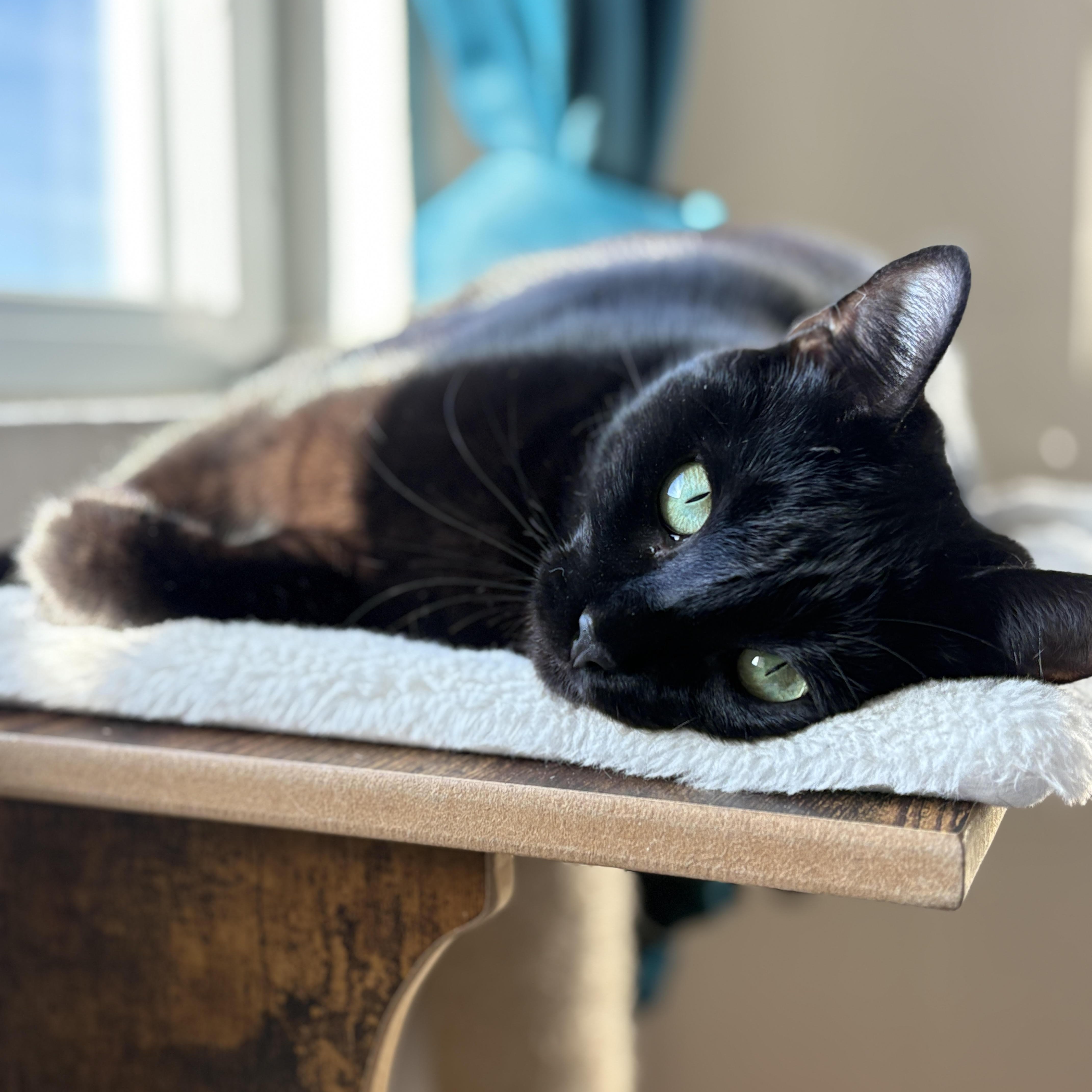 Willow, a ADOPTABLE mixed breed in Benicia, CA image 2/6