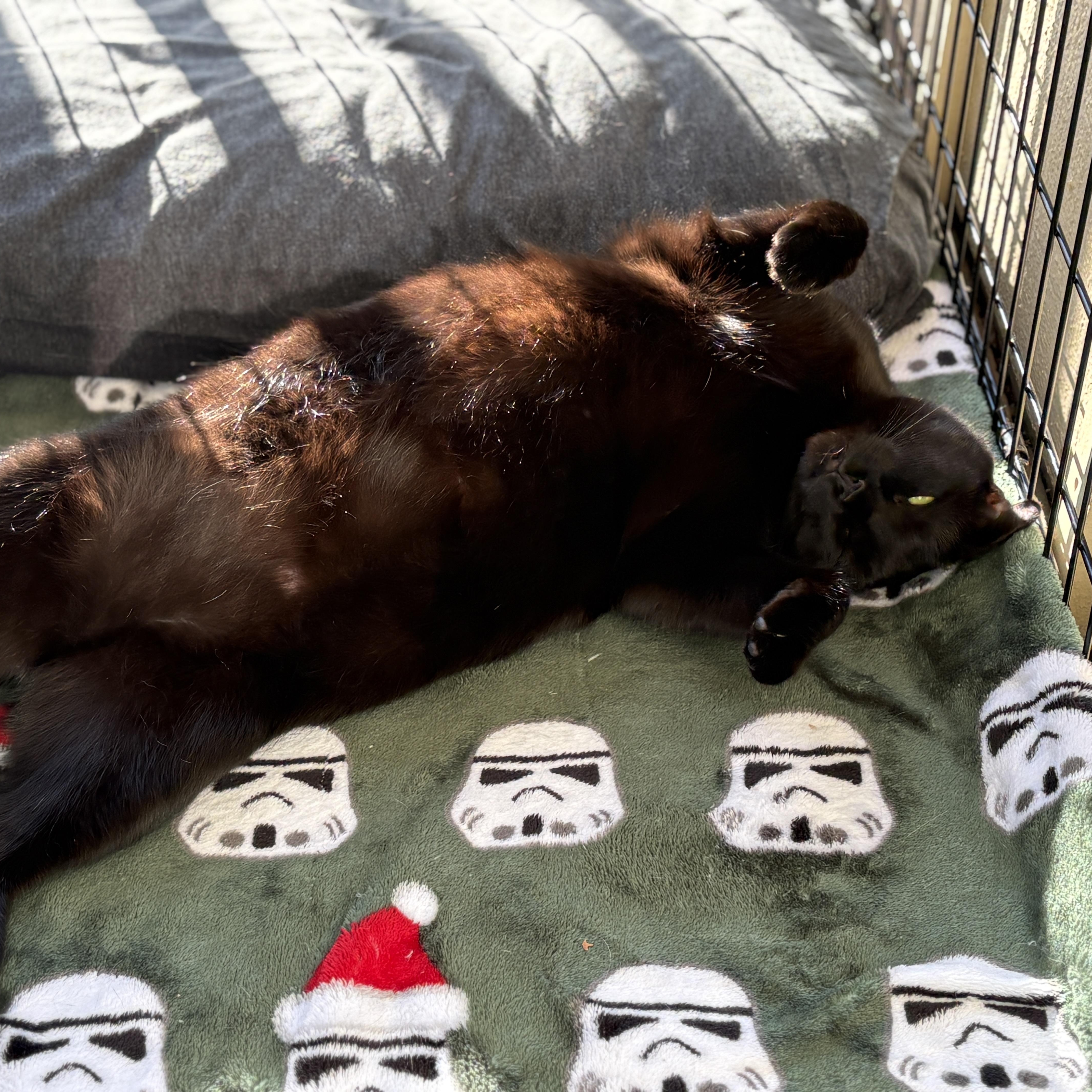 Willow, a ADOPTABLE mixed breed in Benicia, CA image 3/6