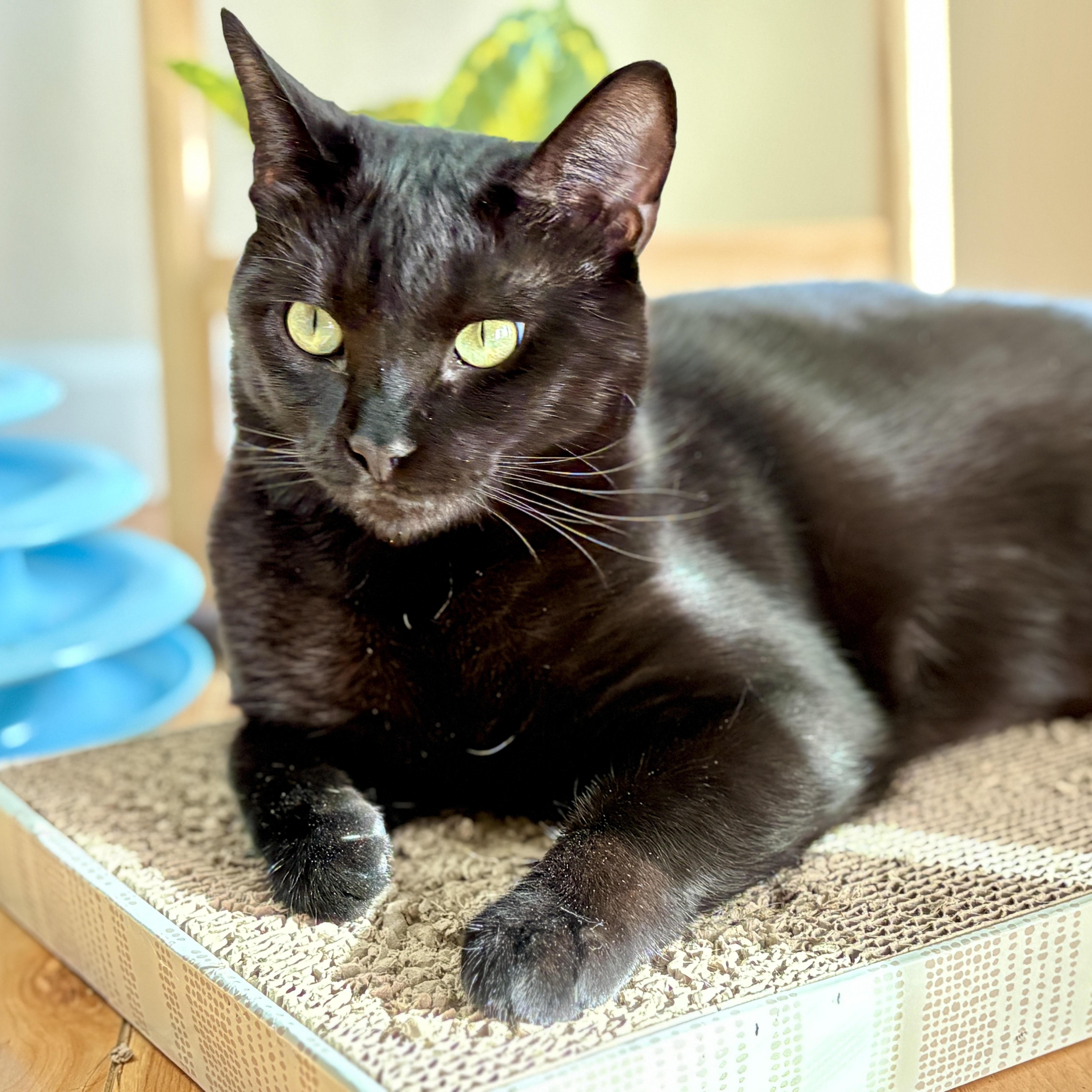 Willow, ADOPTABLE, Adult Female Domestic Short Hair.