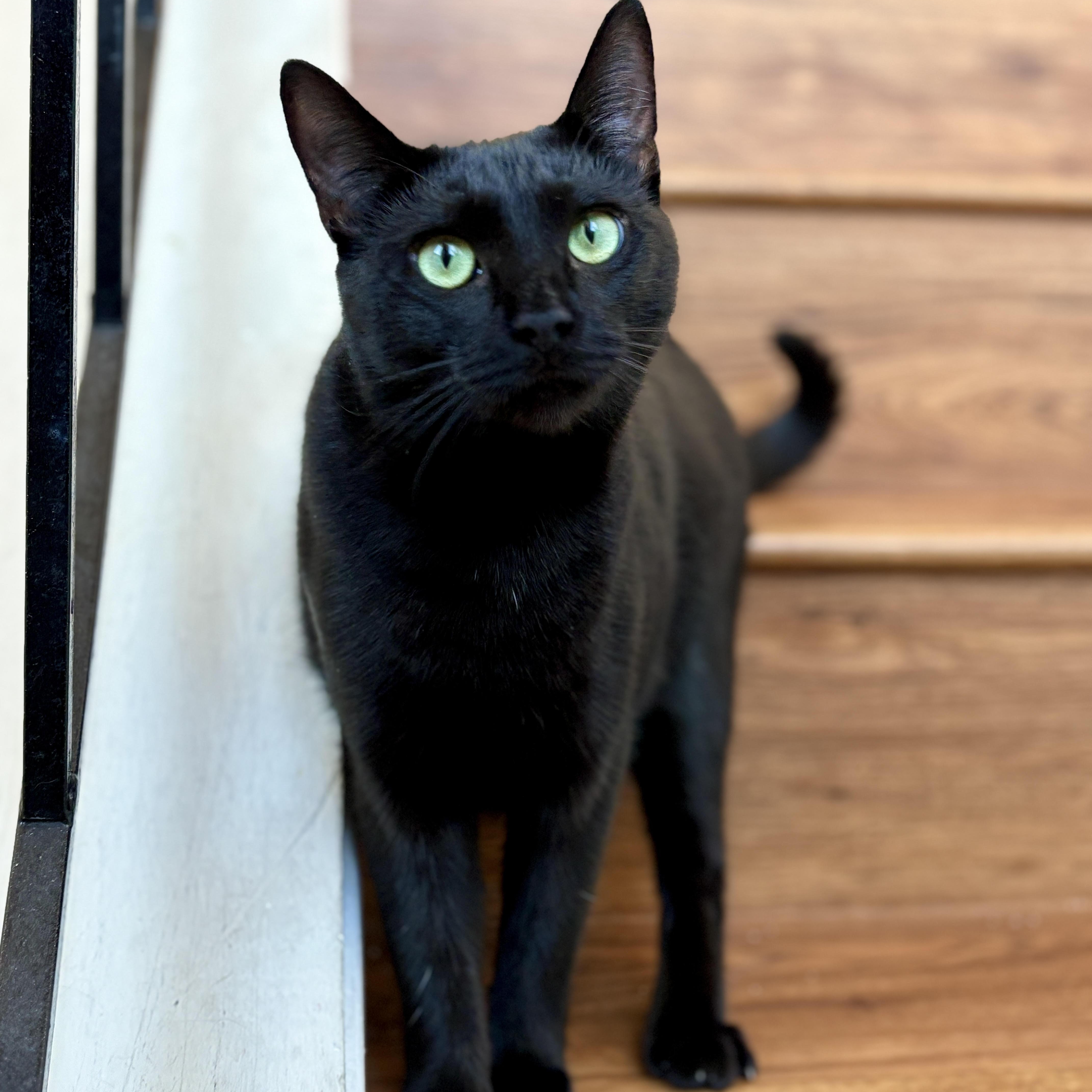 Willow, a ADOPTABLE mixed breed in Benicia, CA image 5/6